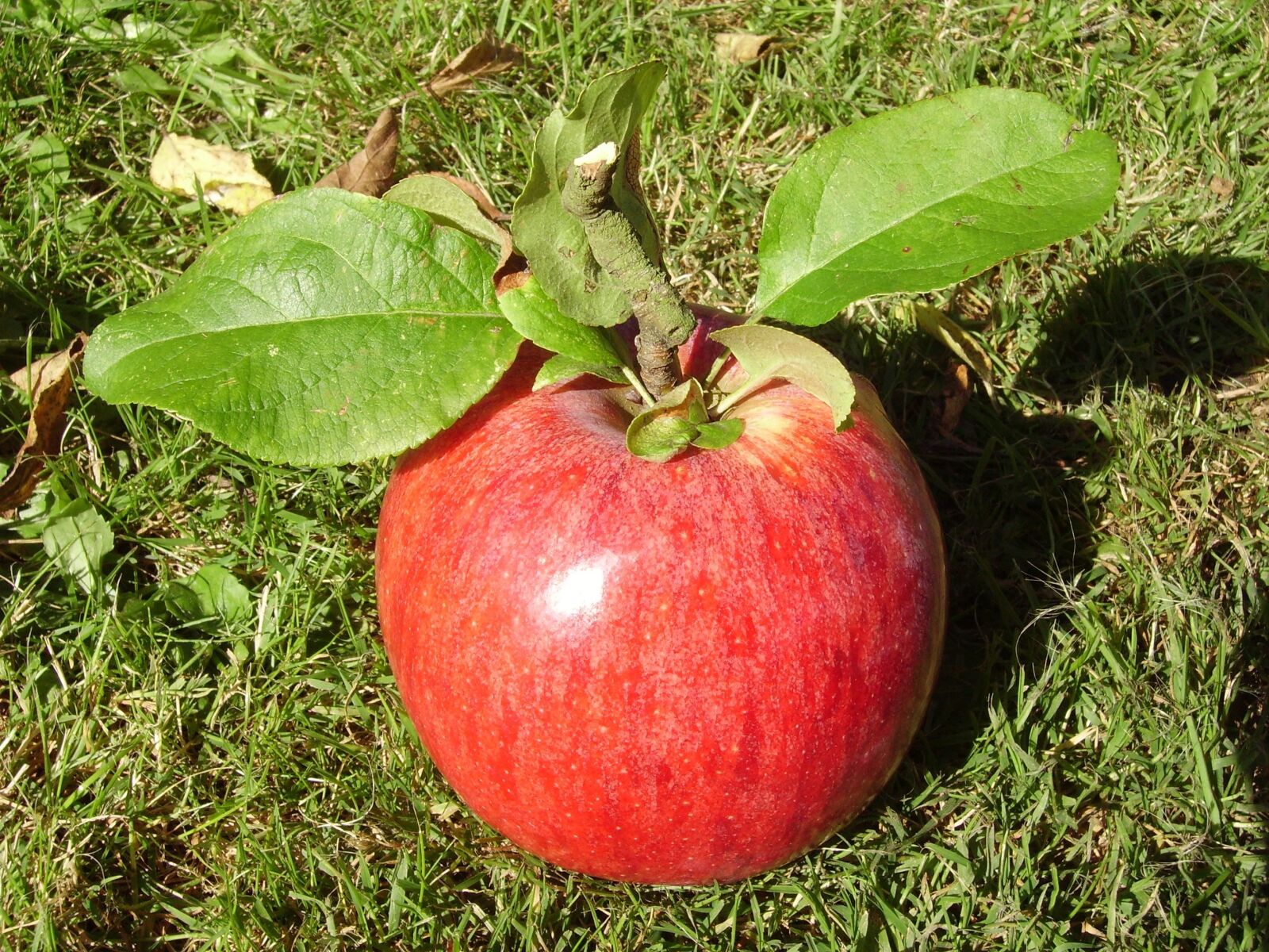 Pentax OPTIO 60 sample photo. Apple, harvest, fruit photography