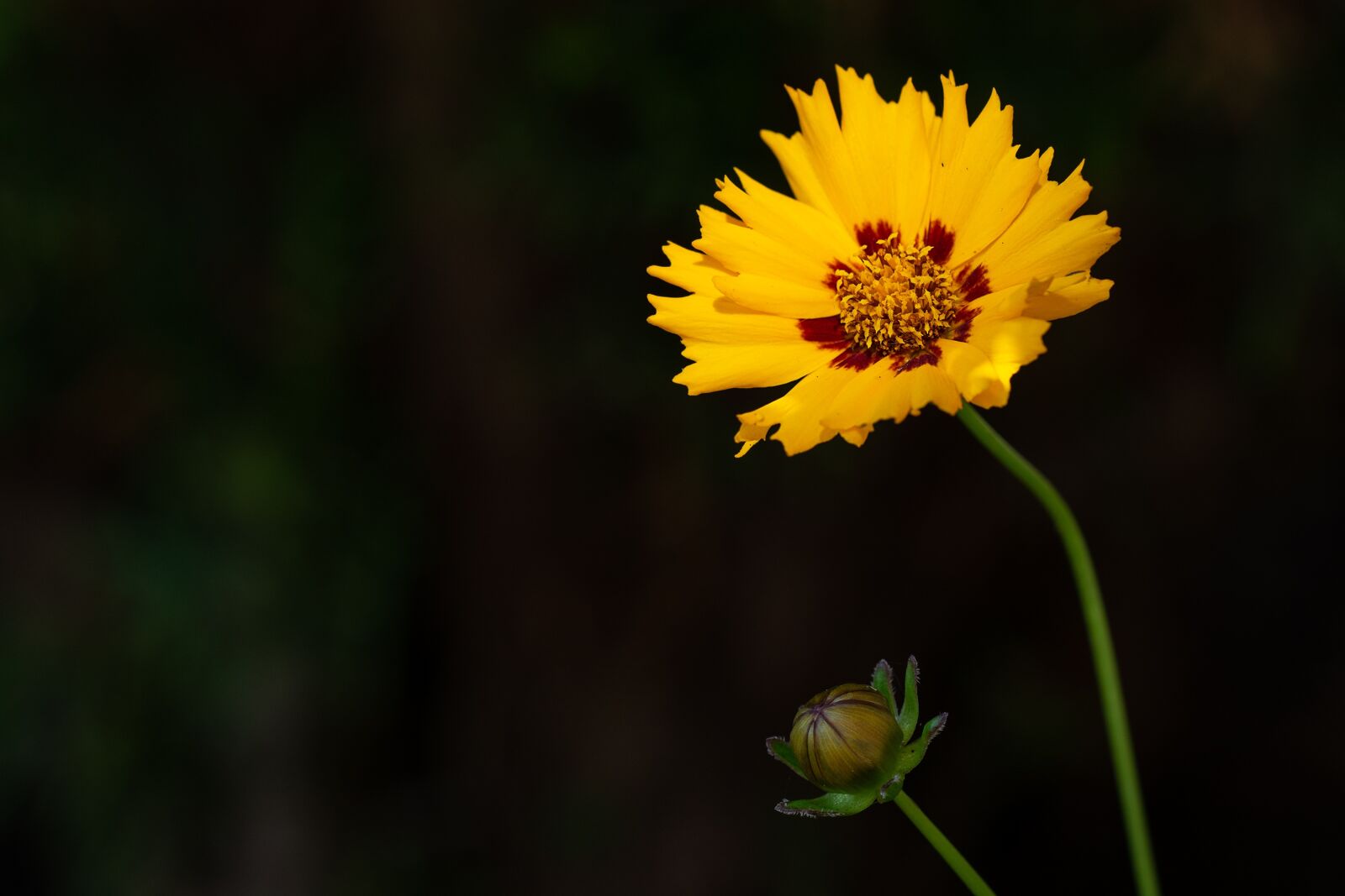 Nikon D7100 sample photo. Flower, yellow, yellow flower photography