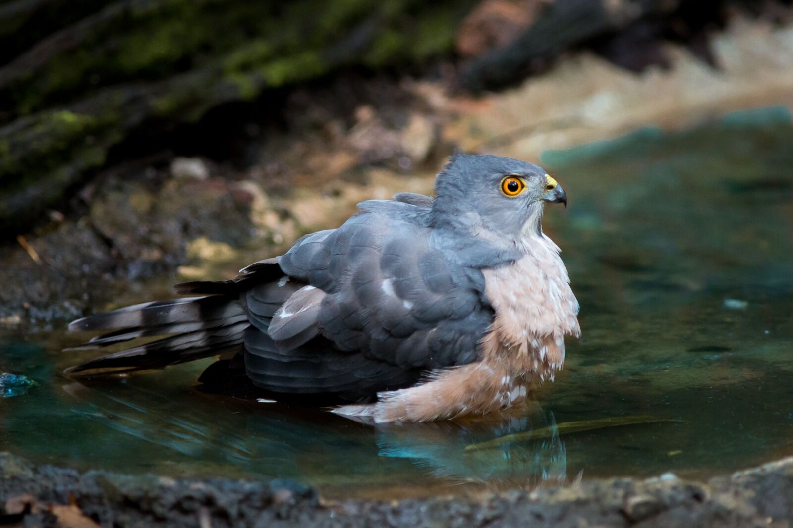 Canon EF 300mm F4L IS USM sample photo. Hawk, water play, nature photography