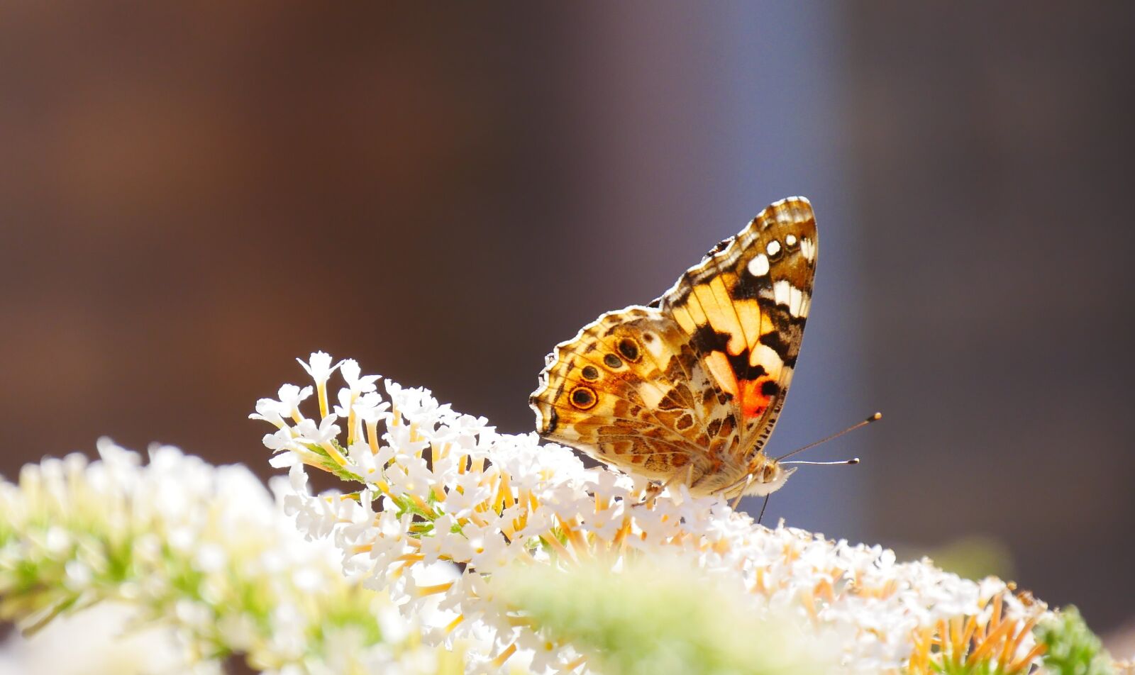 Panasonic Lumix DMC-G85 (Lumix DMC-G80) sample photo. Butterfly, butterflies, nature photography