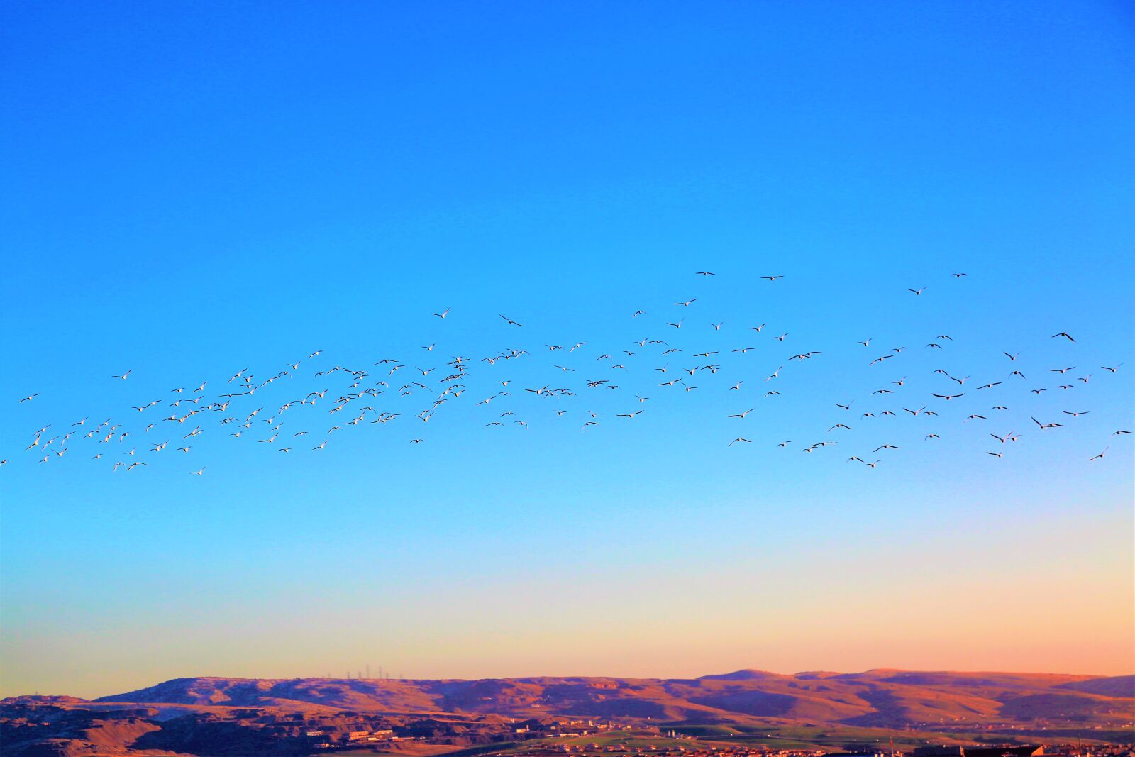 Canon EF 24-105mm F4L IS USM sample photo. Birds, flight, wing photography