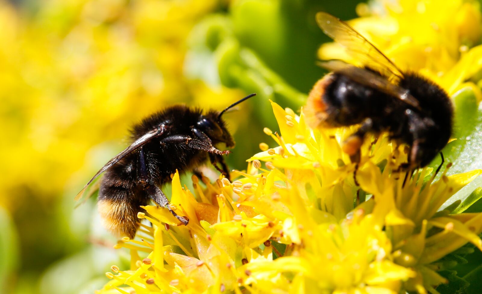 Canon EF 100mm F2.8L Macro IS USM sample photo. Hummel, plant, blossom photography