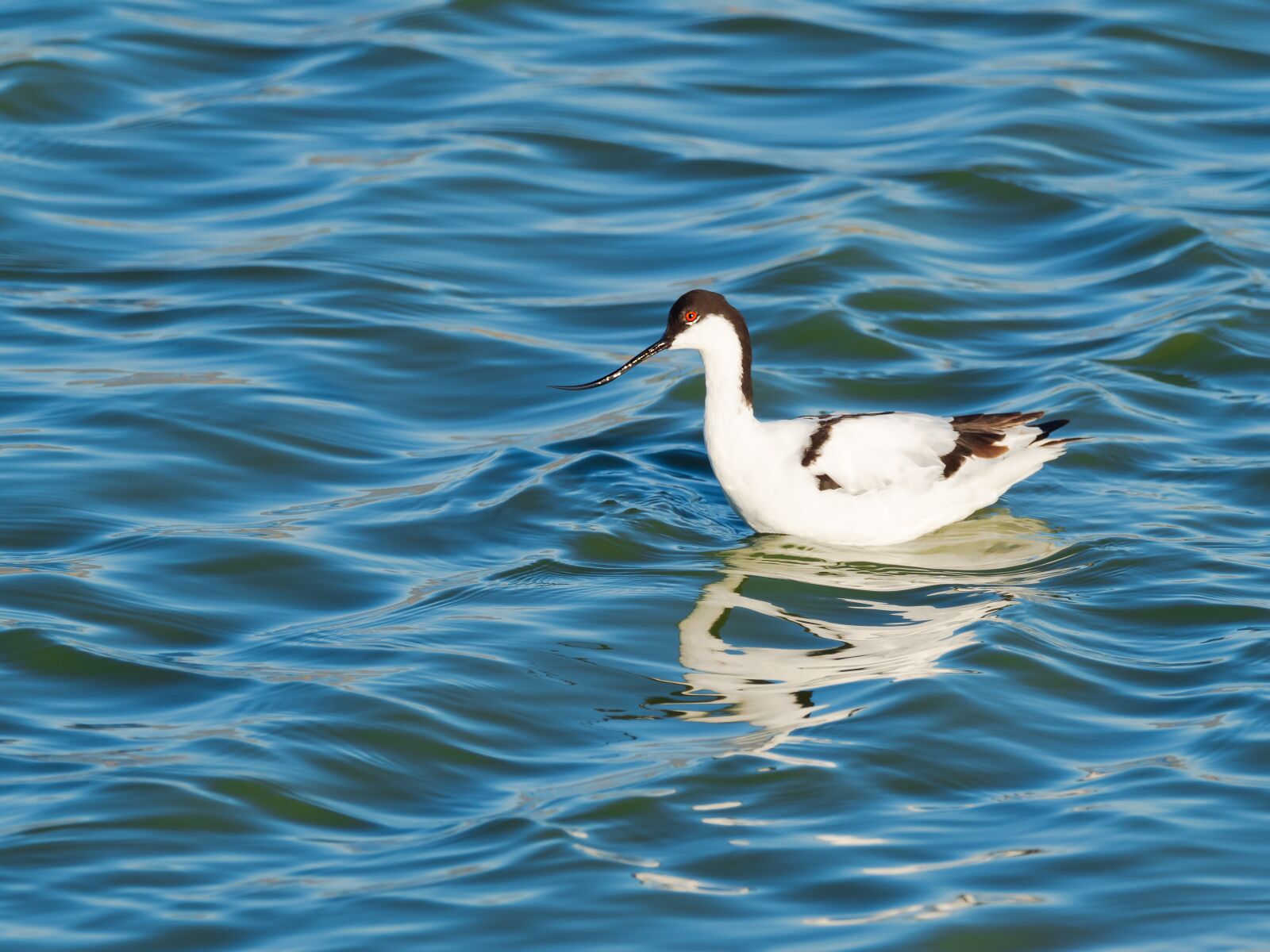 M.300mm F4.0 + MC-14 sample photo. Pied avocet, bird, avian photography