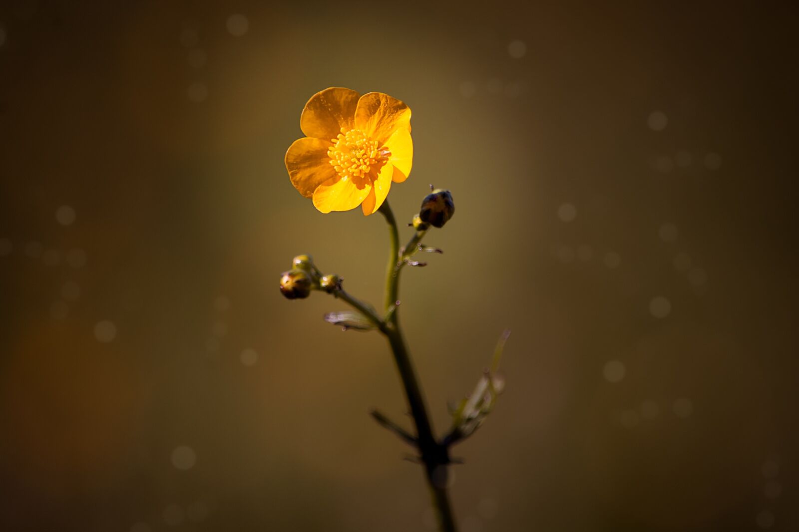 Nikon D7100 sample photo. Buttercup, flower, hahnenfu gew photography