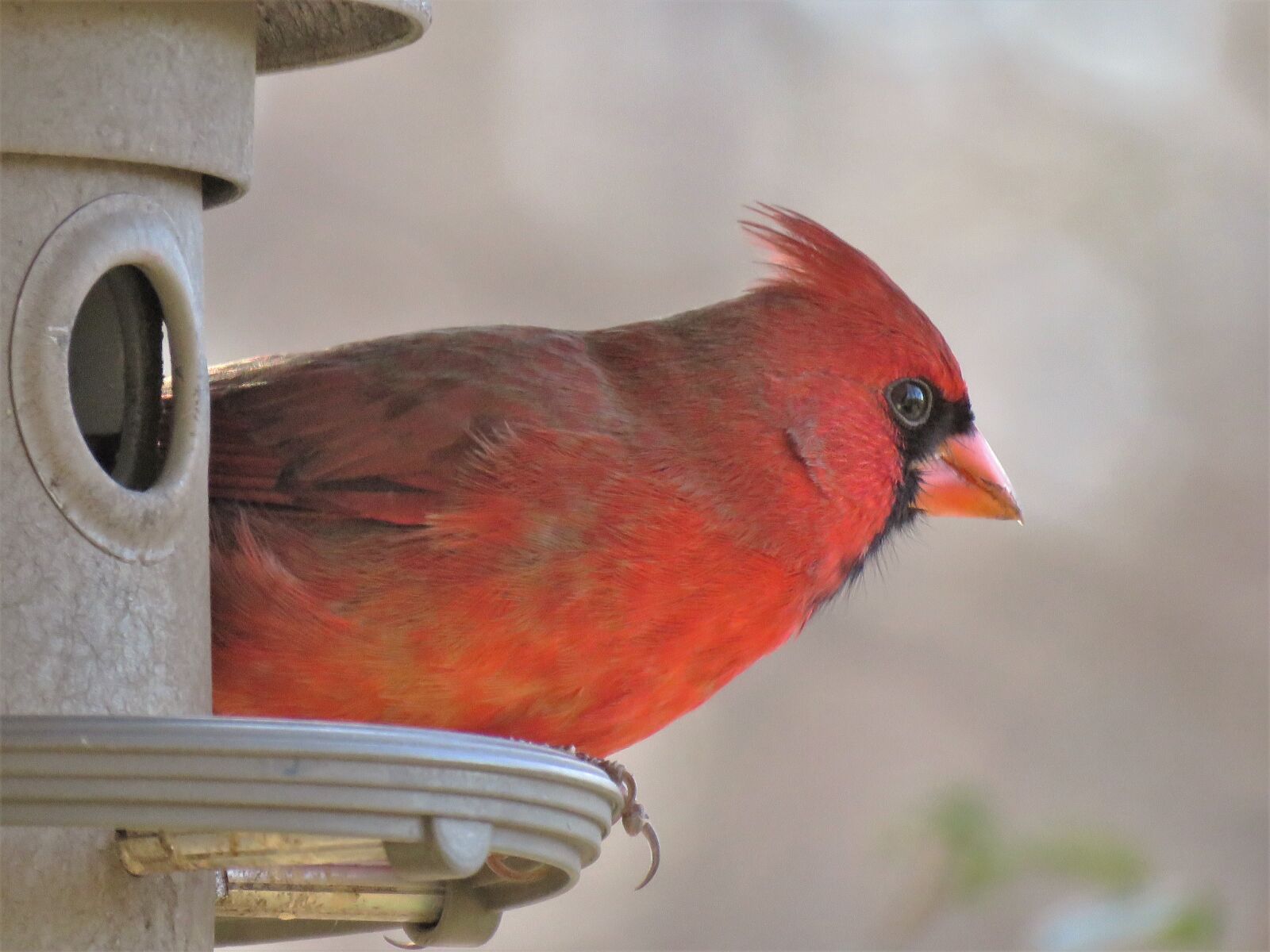 Canon PowerShot SX60 HS sample photo. Bird, wildlife, nature photography