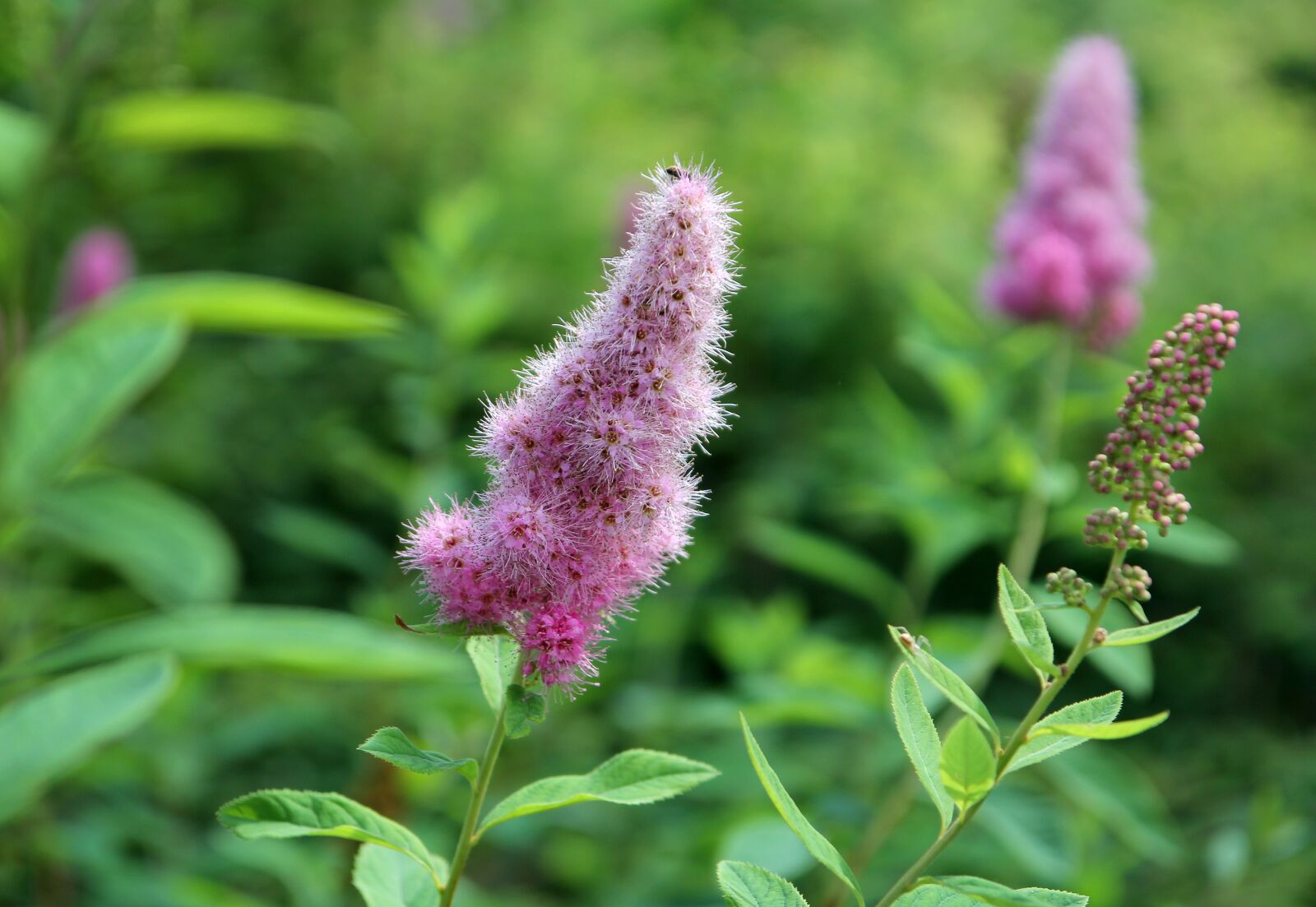 Canon EOS 60D sample photo. Blossom, bloom, garden photography