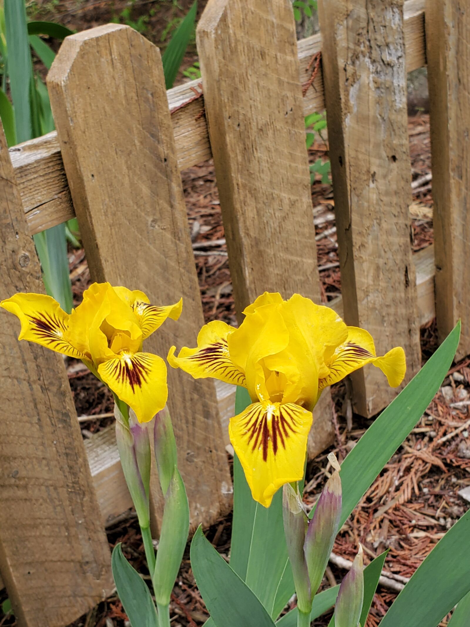 Samsung Galaxy S10 sample photo. Iris, miniature, yellow photography
