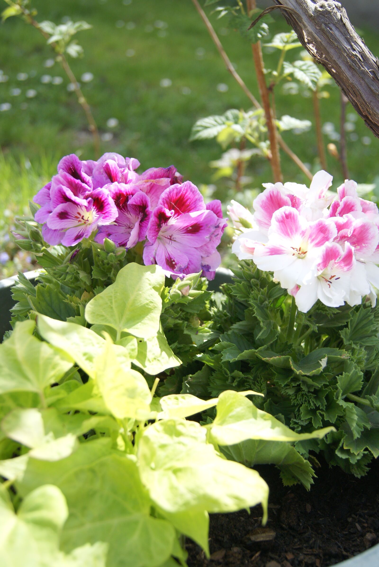 Sony Alpha DSLR-A200 sample photo. Garden, green, flower photography