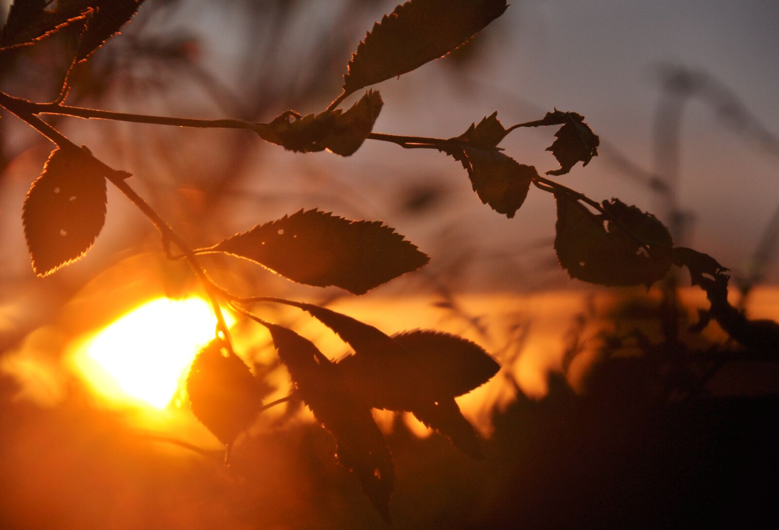 Nikon D90 sample photo. Sunset, branches, nature photography