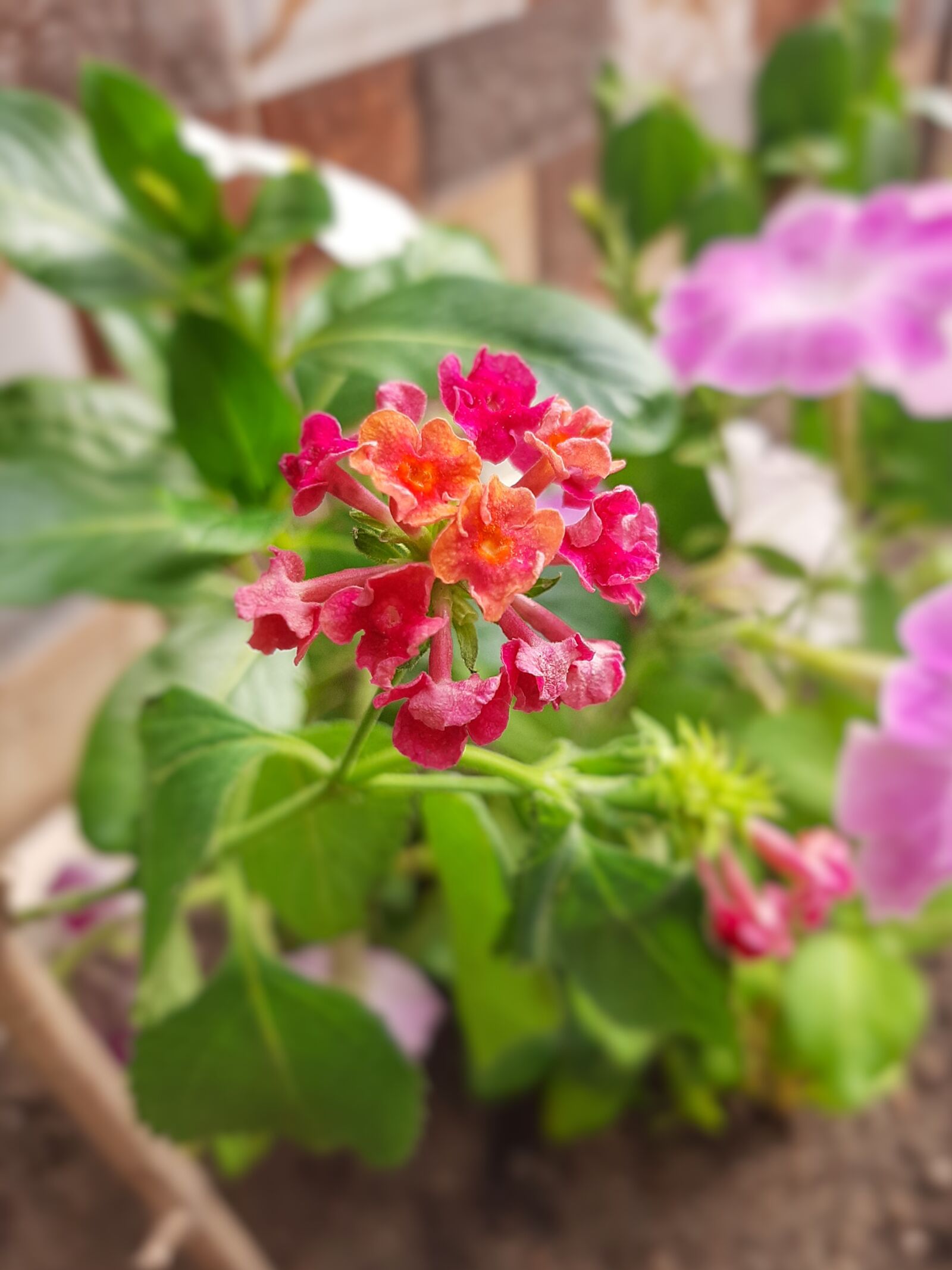 Samsung SM-A307FN sample photo. Iraq, plant, flower photography