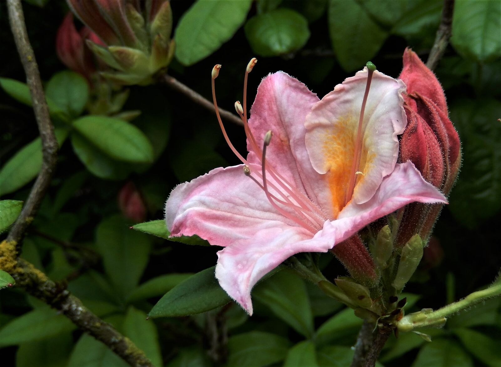 Nikon Coolpix S9500 sample photo. Nature, rhododendron, flower photography
