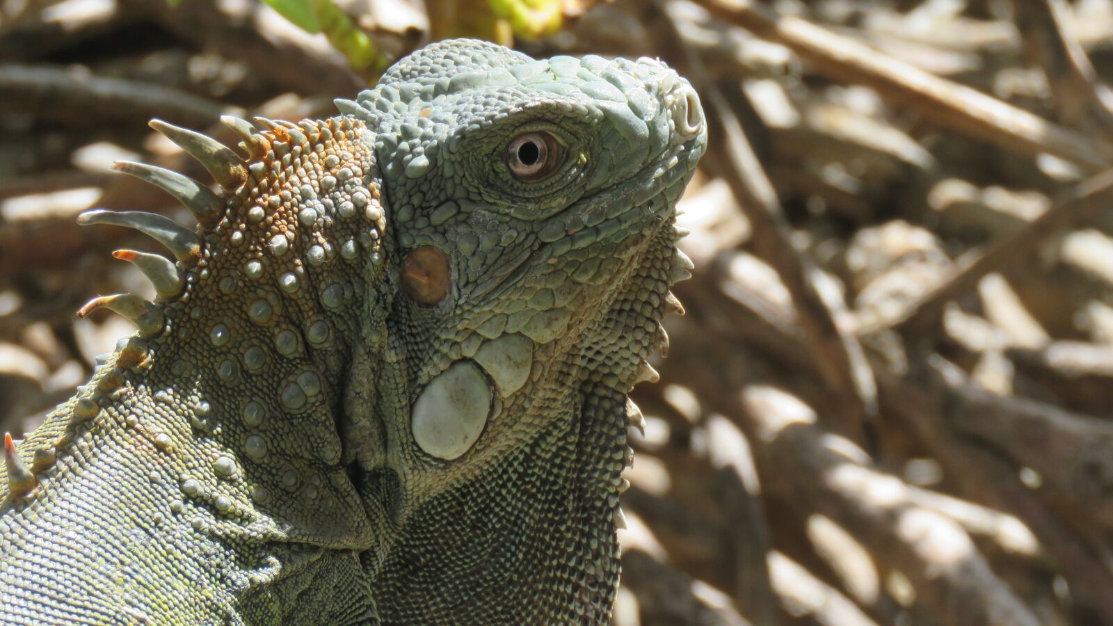Canon PowerShot SX60 HS sample photo. Iguana, reptile, animals photography