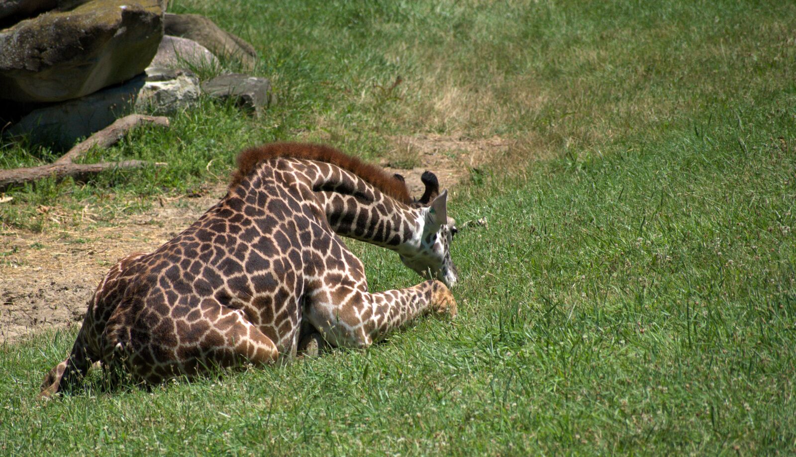 Nikon D5300 sample photo. Giraffe, baby, zoo photography