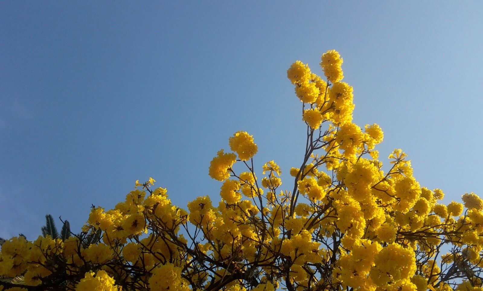 Samsung Galaxy Tab sample photo. Tree, lapacho yellow, flowers photography