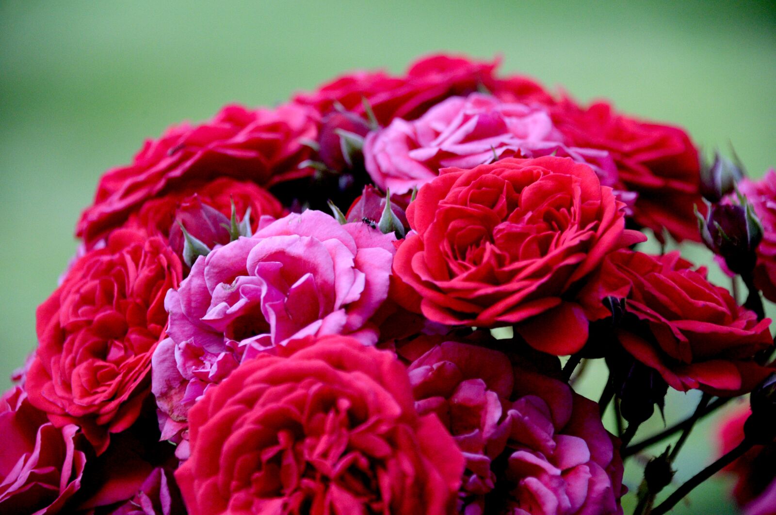 Nikon D4 sample photo. Rose, flower, blossom photography
