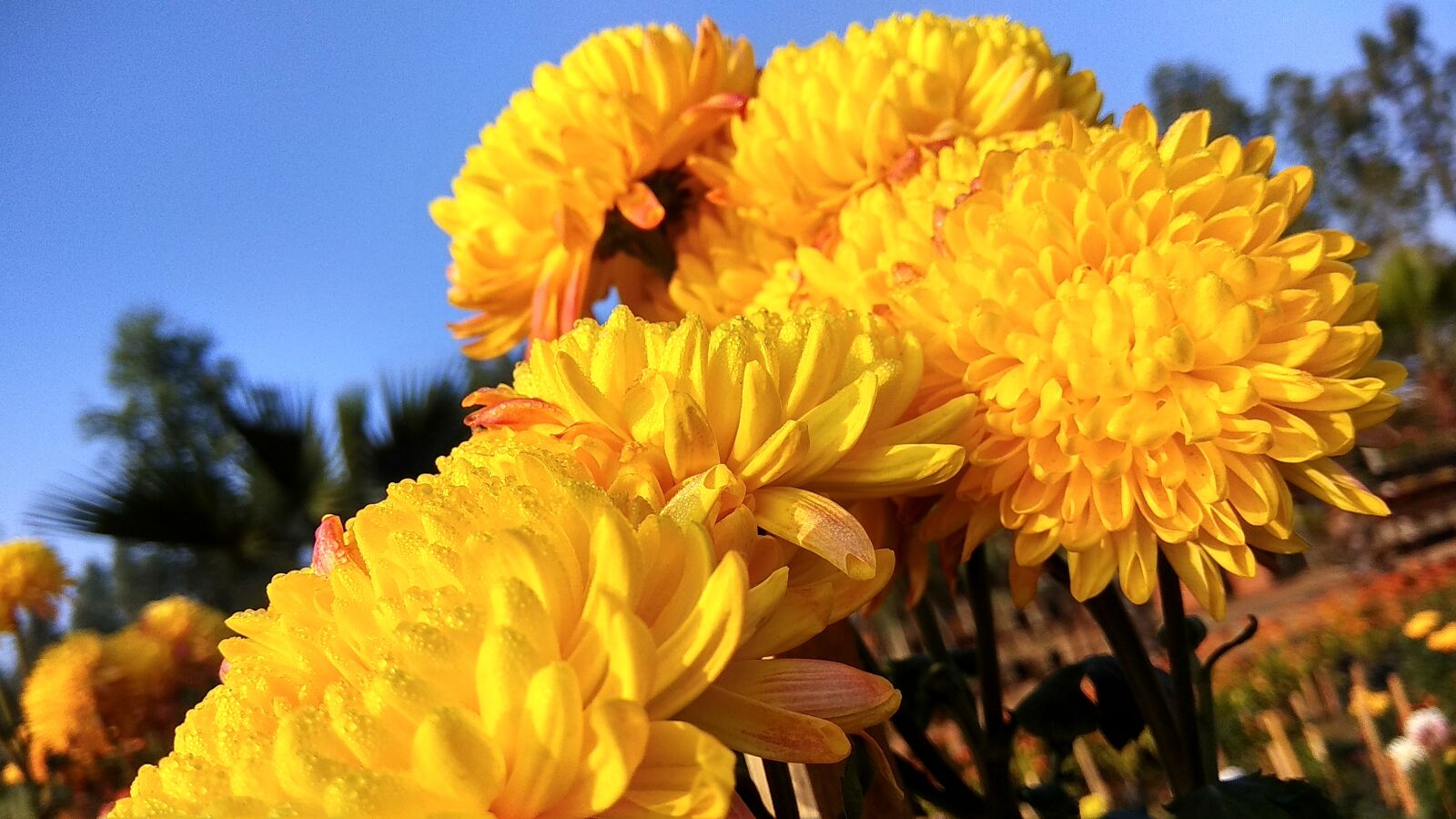 Xiaomi Redmi Note 4 sample photo. Flowers, marigold flowers, yellow photography