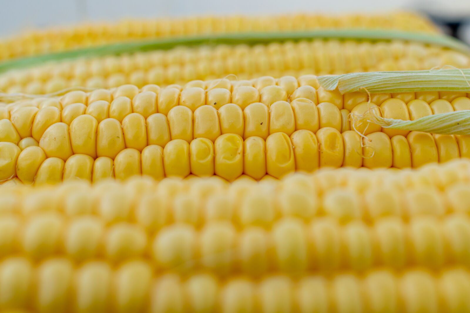 Nikon D5300 sample photo. Corn, corn on the photography