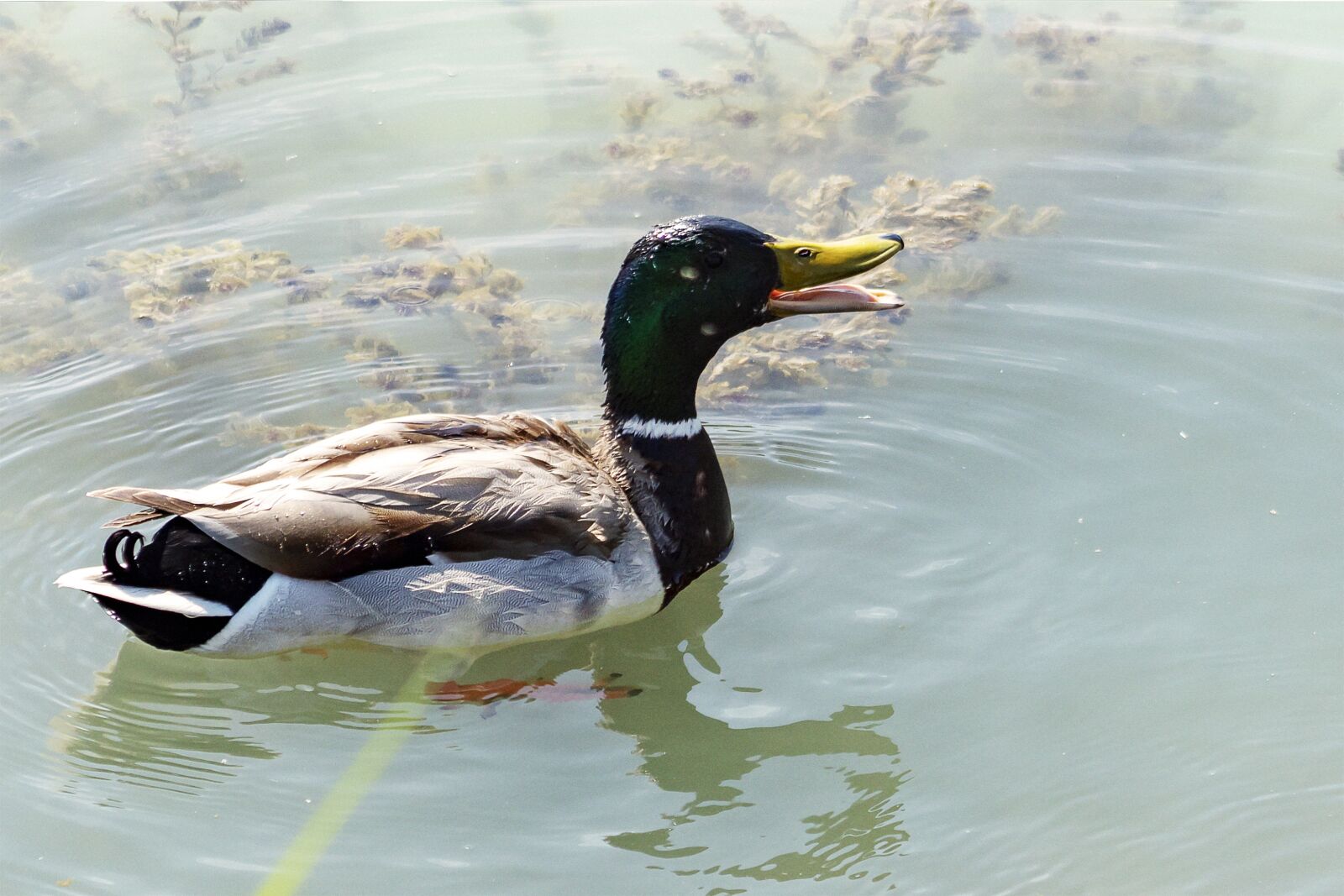 Canon EF75-300mm f/4-5.6 sample photo. Wild ducks, teal, mallard photography