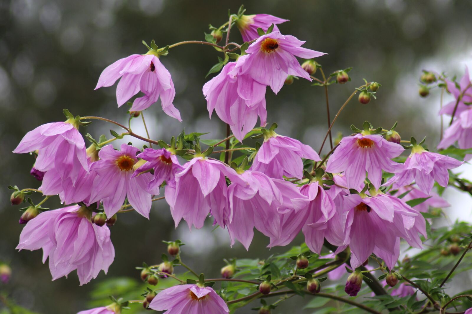 Canon EOS 700D (EOS Rebel T5i / EOS Kiss X7i) sample photo. Tree dahlias, mauve, striped photography