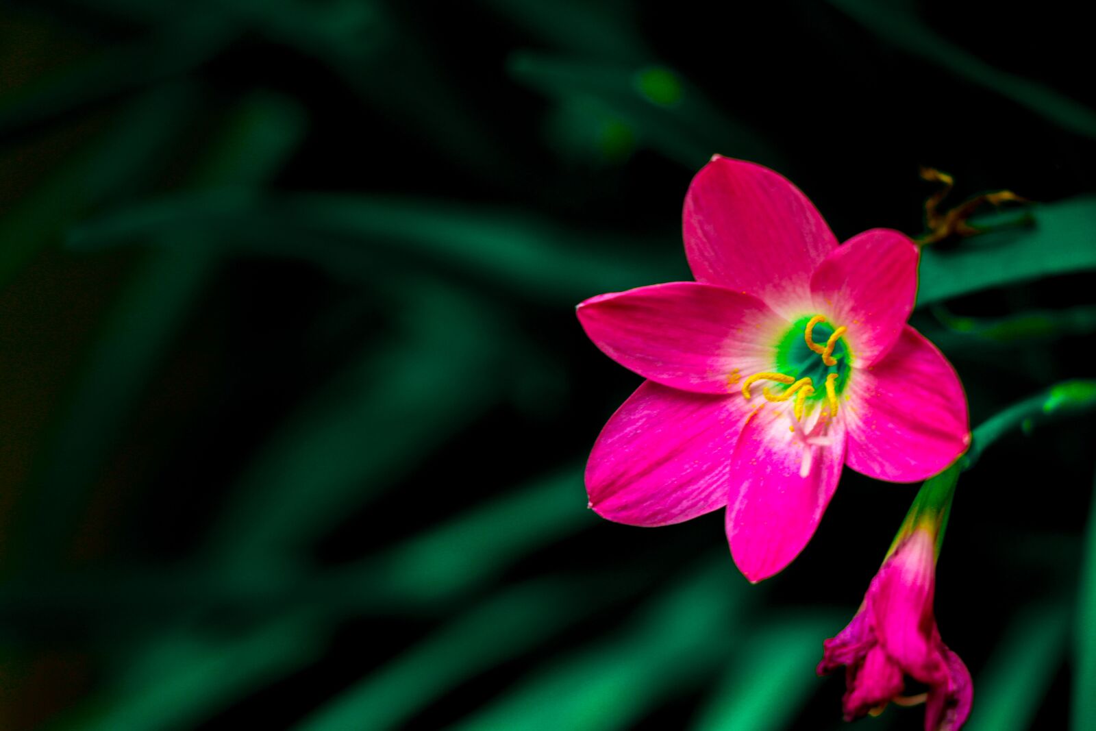 Canon EF-S 18-135mm F3.5-5.6 IS USM sample photo. Flower, pink, nature photography