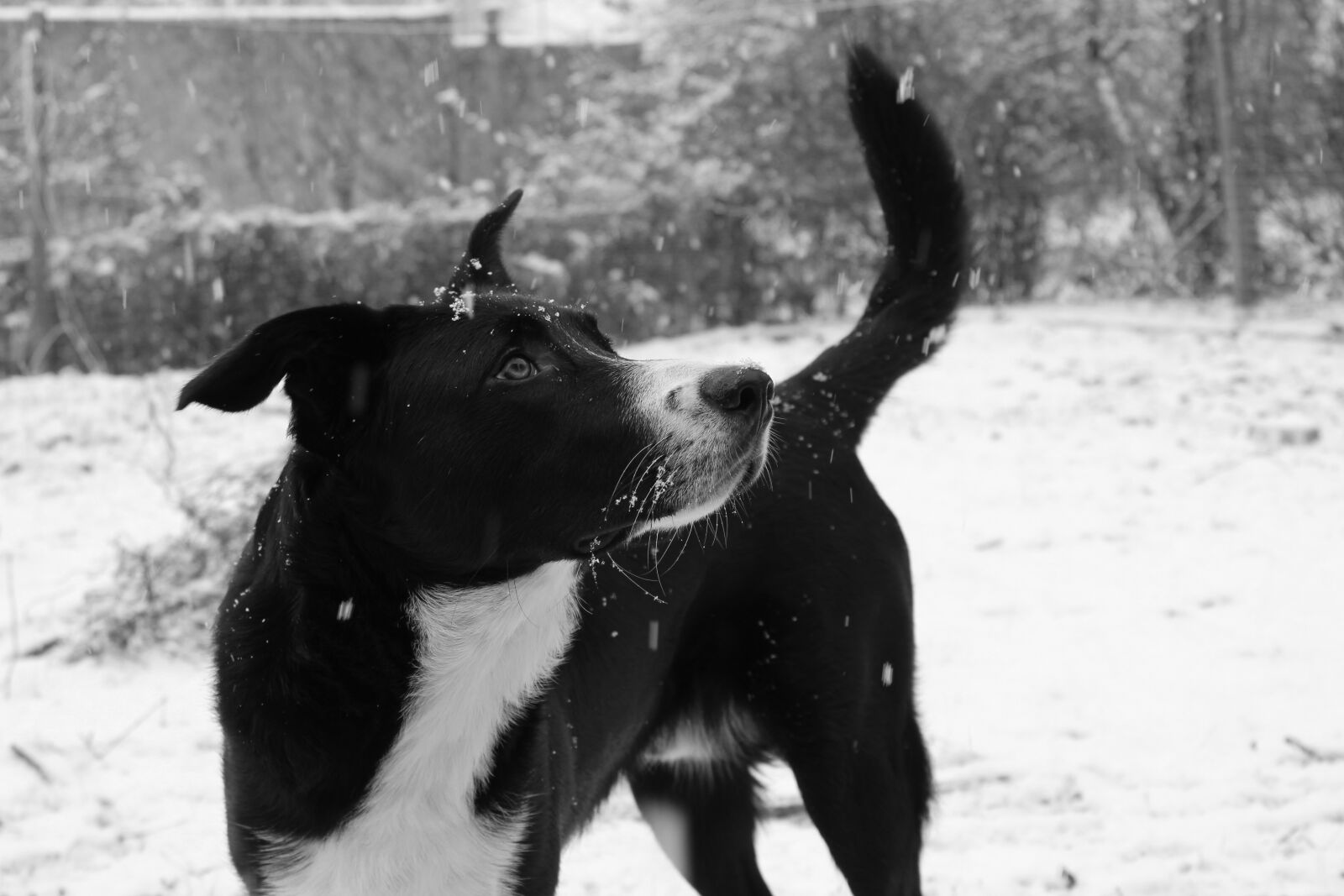 Canon EOS 4000D (EOS Rebel T100 / EOS 3000D) sample photo. Dog, winter, snow photography