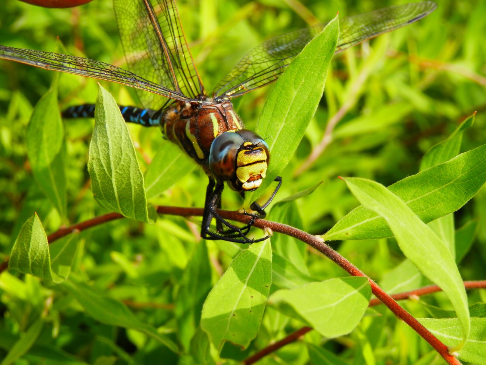 Olympus SZ-11 sample photo. Dragonfly, outside, nature photography