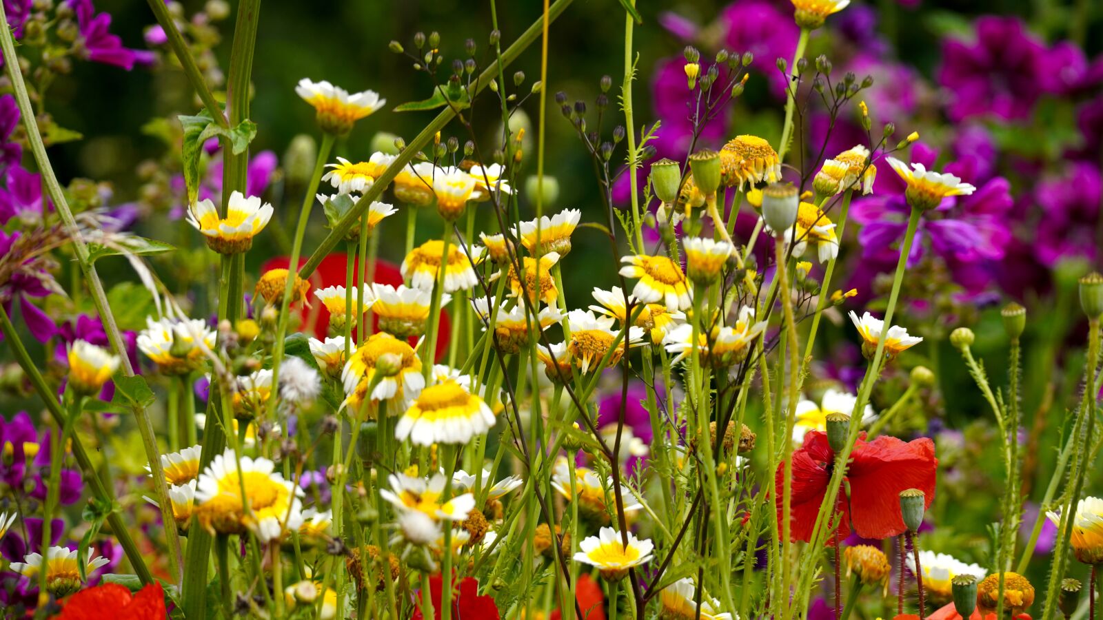 Sony E 70-350mm F4.5-6.3 G OSS sample photo. Flower meadow, spring, flowers photography