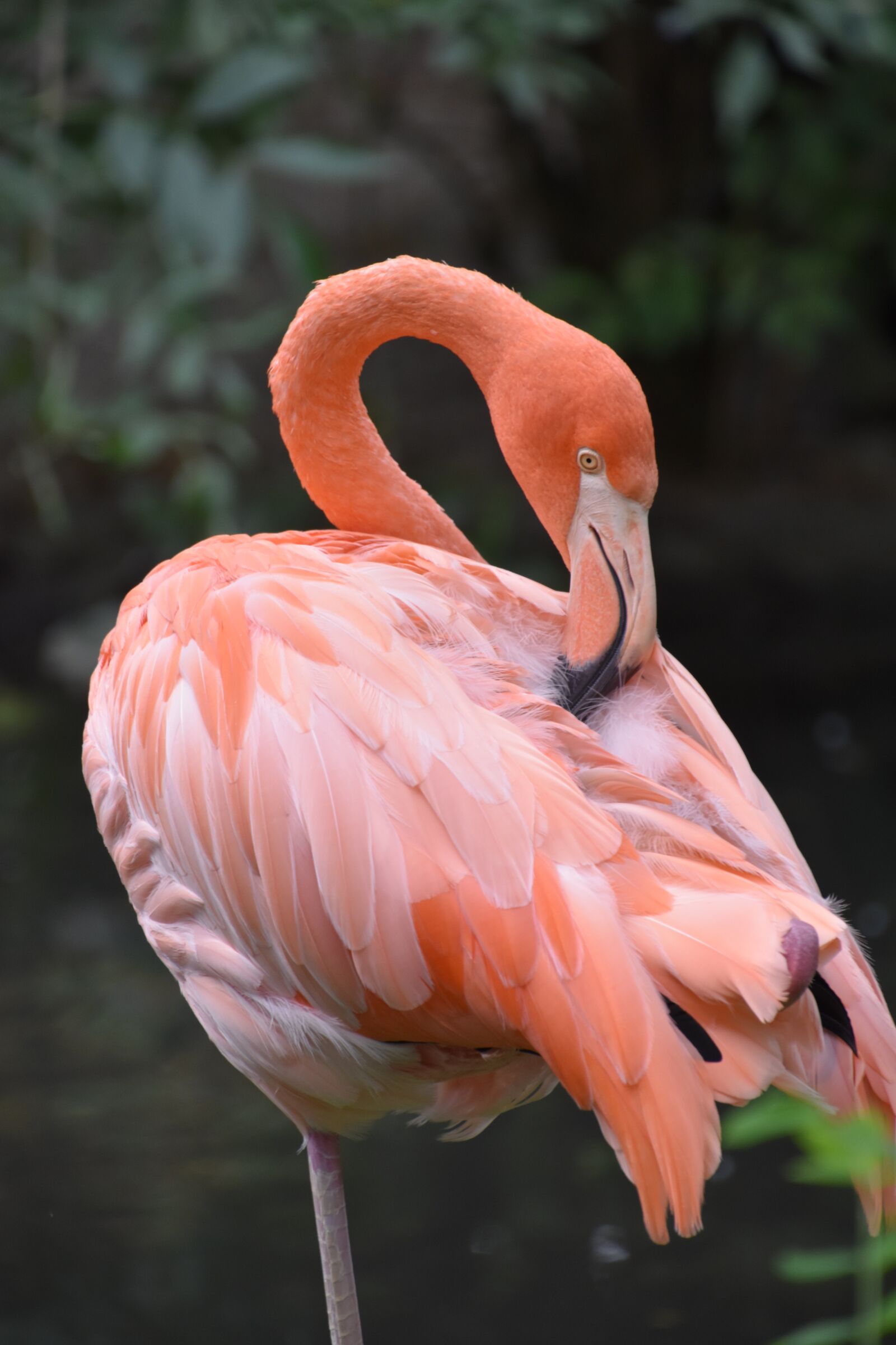 Nikon D5600 sample photo. Flamingo, pink, nature photography