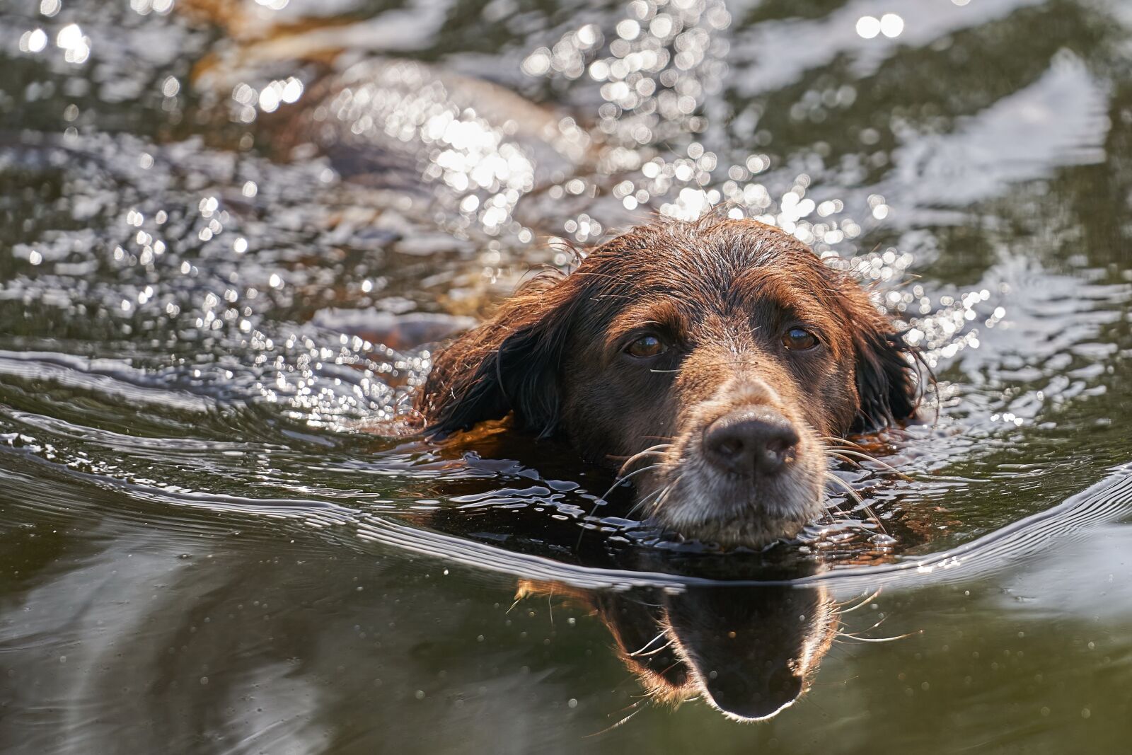Sony FE 70-200mm F2.8 GM OSS sample photo. Dog, small m nsterl photography