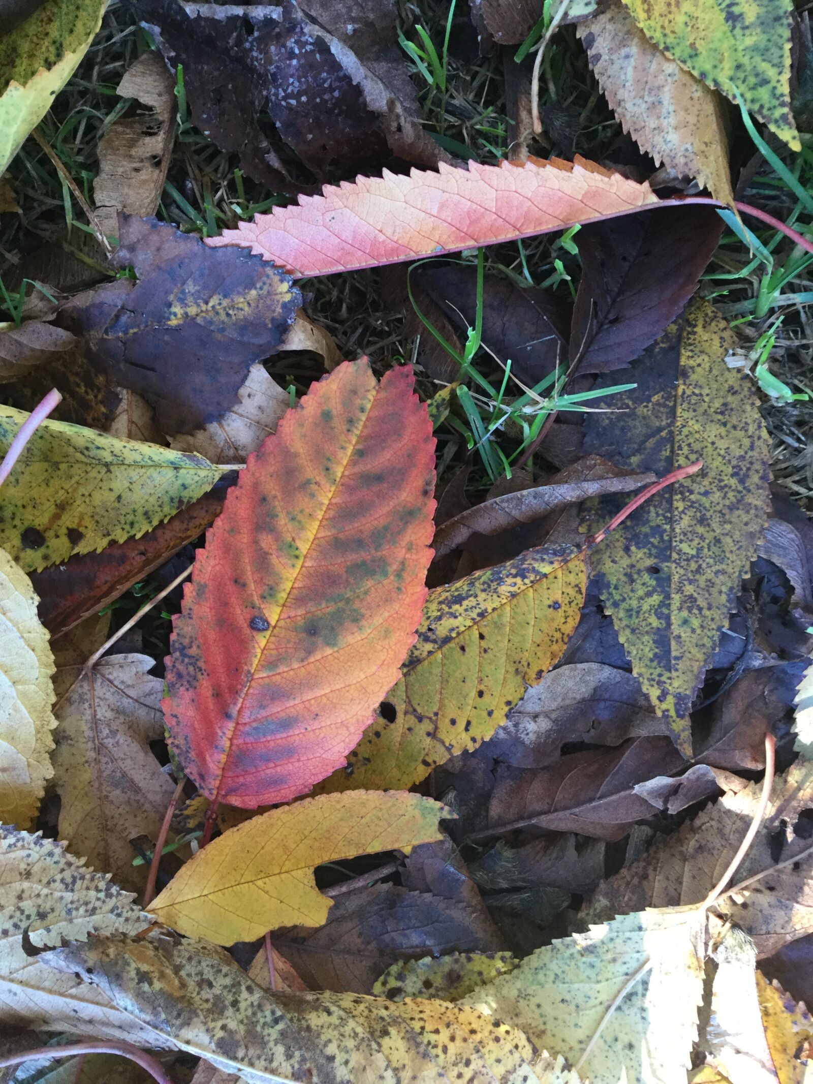 Apple iPad Air 2 sample photo. Earth day, autumn leaves photography
