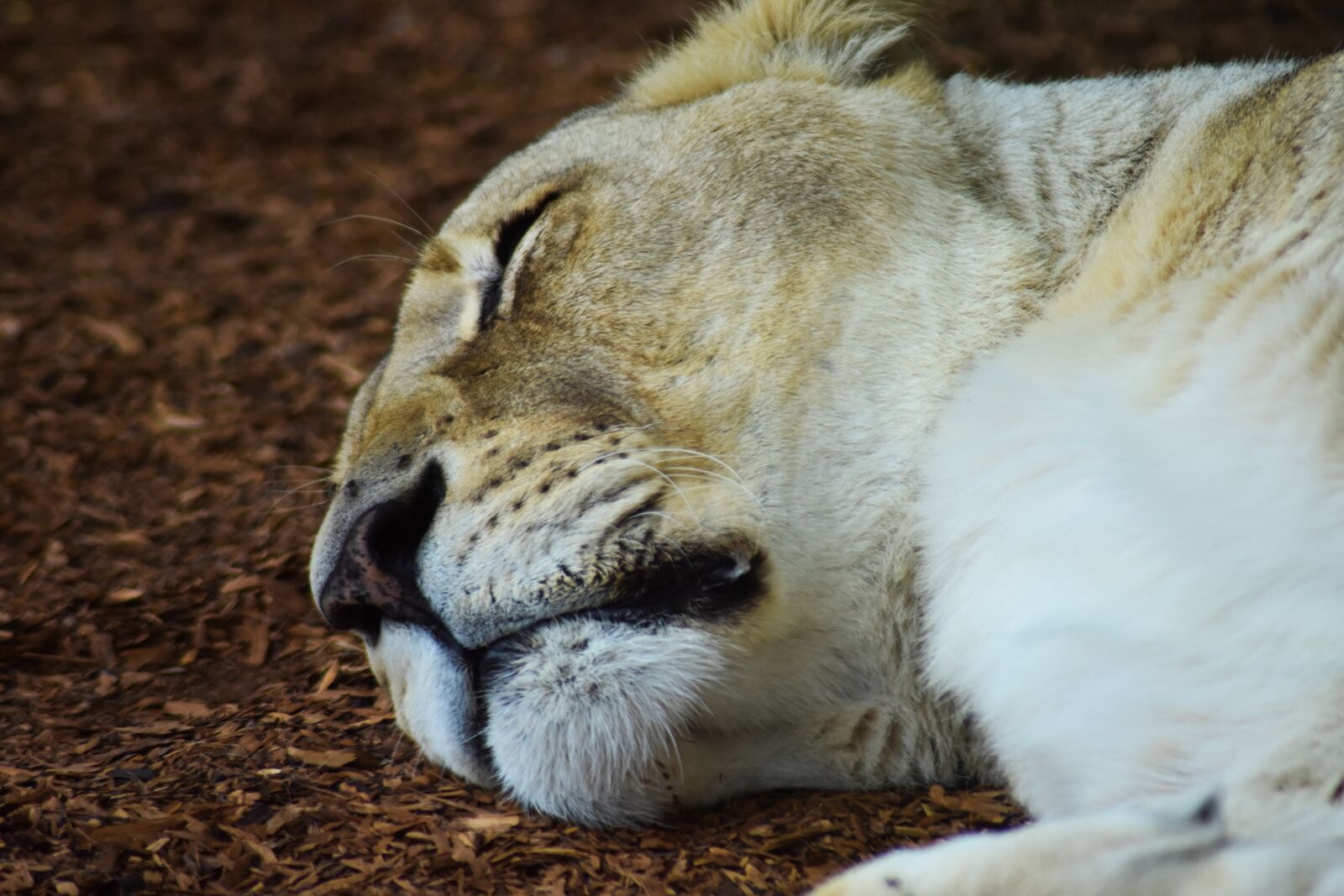 Nikon D3400 sample photo. Lioness, majestic, africa photography