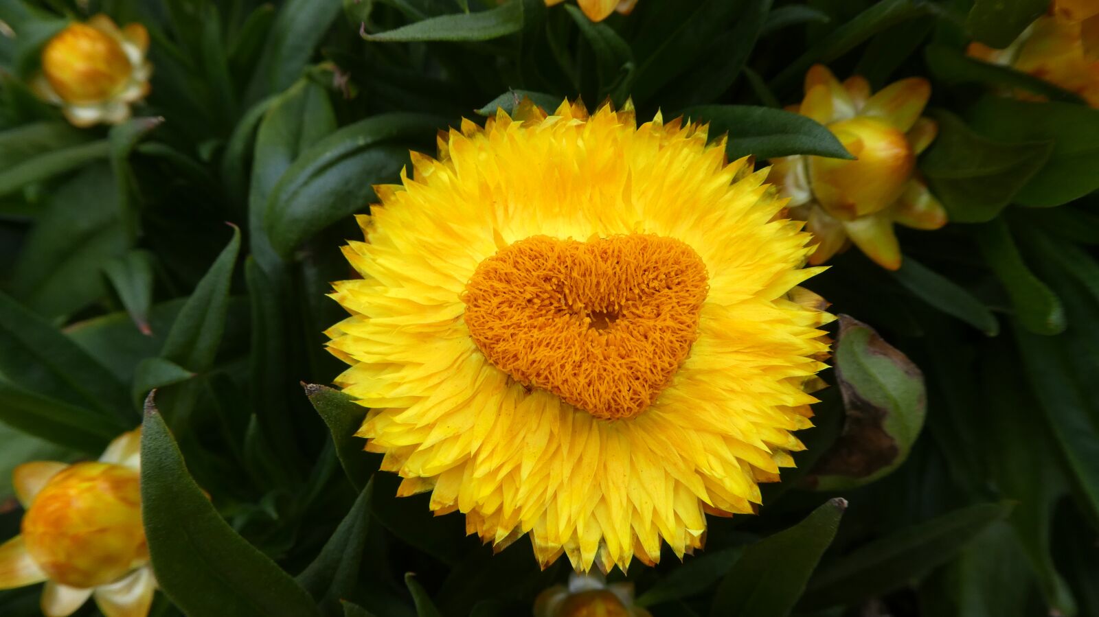 Panasonic DMC-TZ81 sample photo. Italicum, yellow, blossom photography