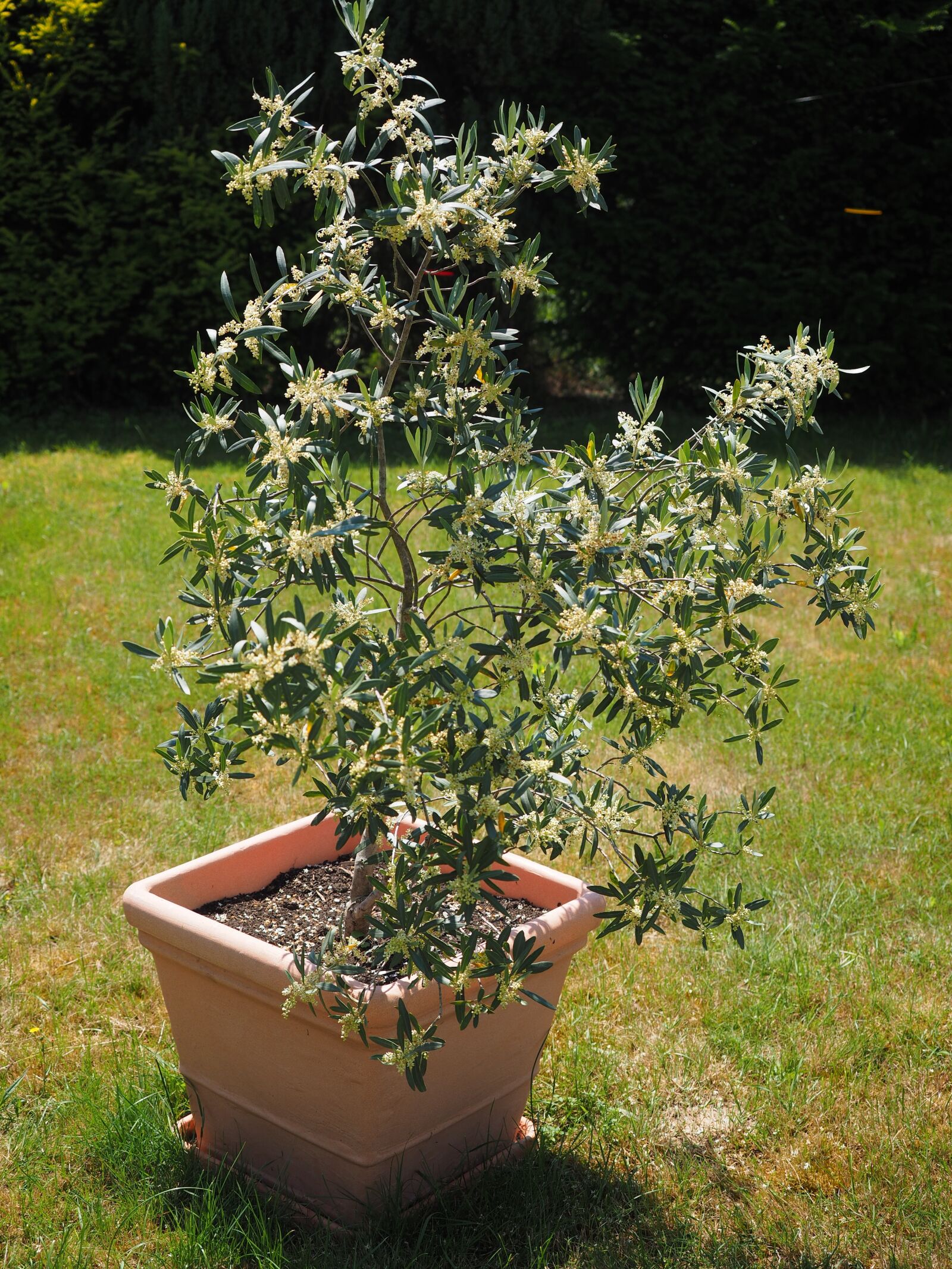 Olympus OM-D E-M1 + Olympus M.Zuiko Digital ED 12-40mm F2.8 Pro sample photo. Olive tree, flowers, white photography