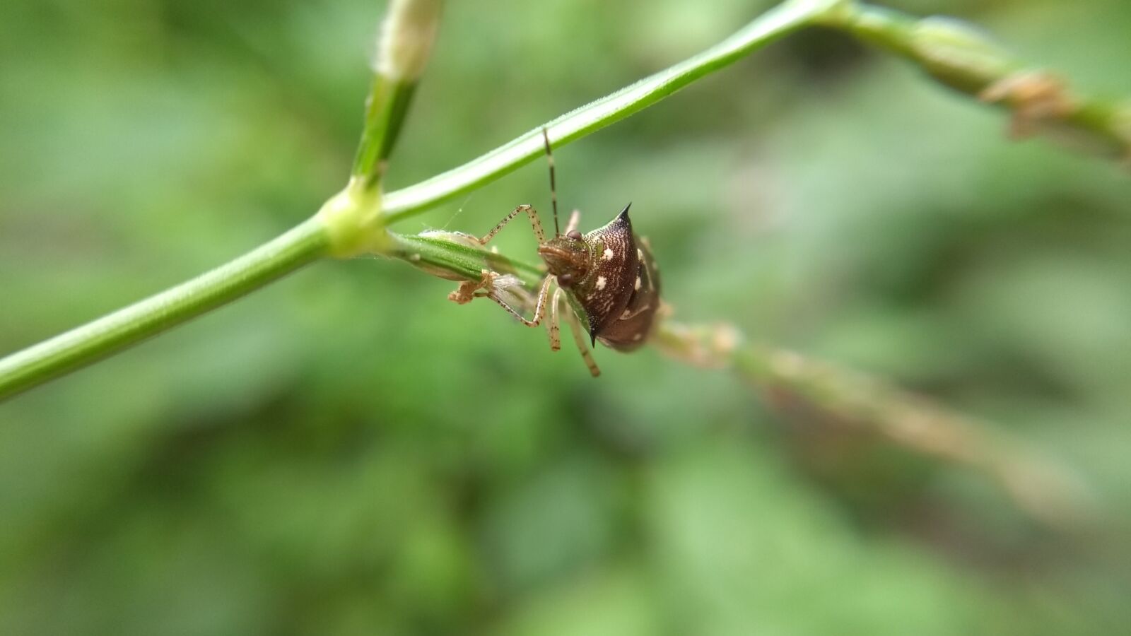 Motorola Moto G (5th Gen) sample photo. Bug, insect, nature photography