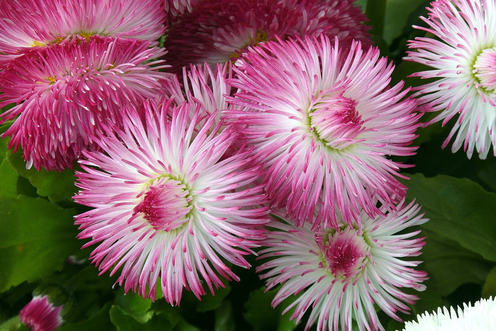 Samsung WB750 sample photo. Daisies, flowers, pink photography