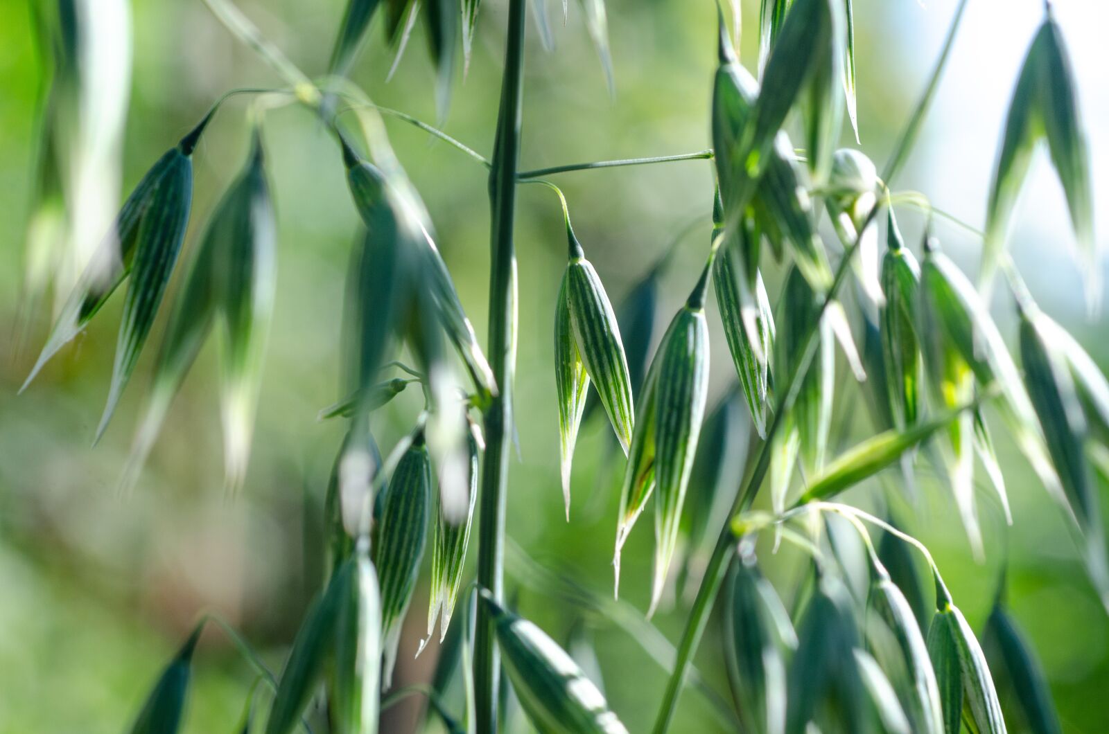 Nikon D7000 sample photo. Oats, avena, grass photography