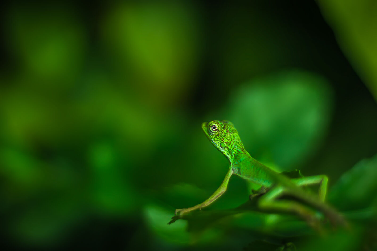Canon EOS 1200D (EOS Rebel T5 / EOS Kiss X70 / EOS Hi) sample photo. Beautiful, green, iguana, lizard photography