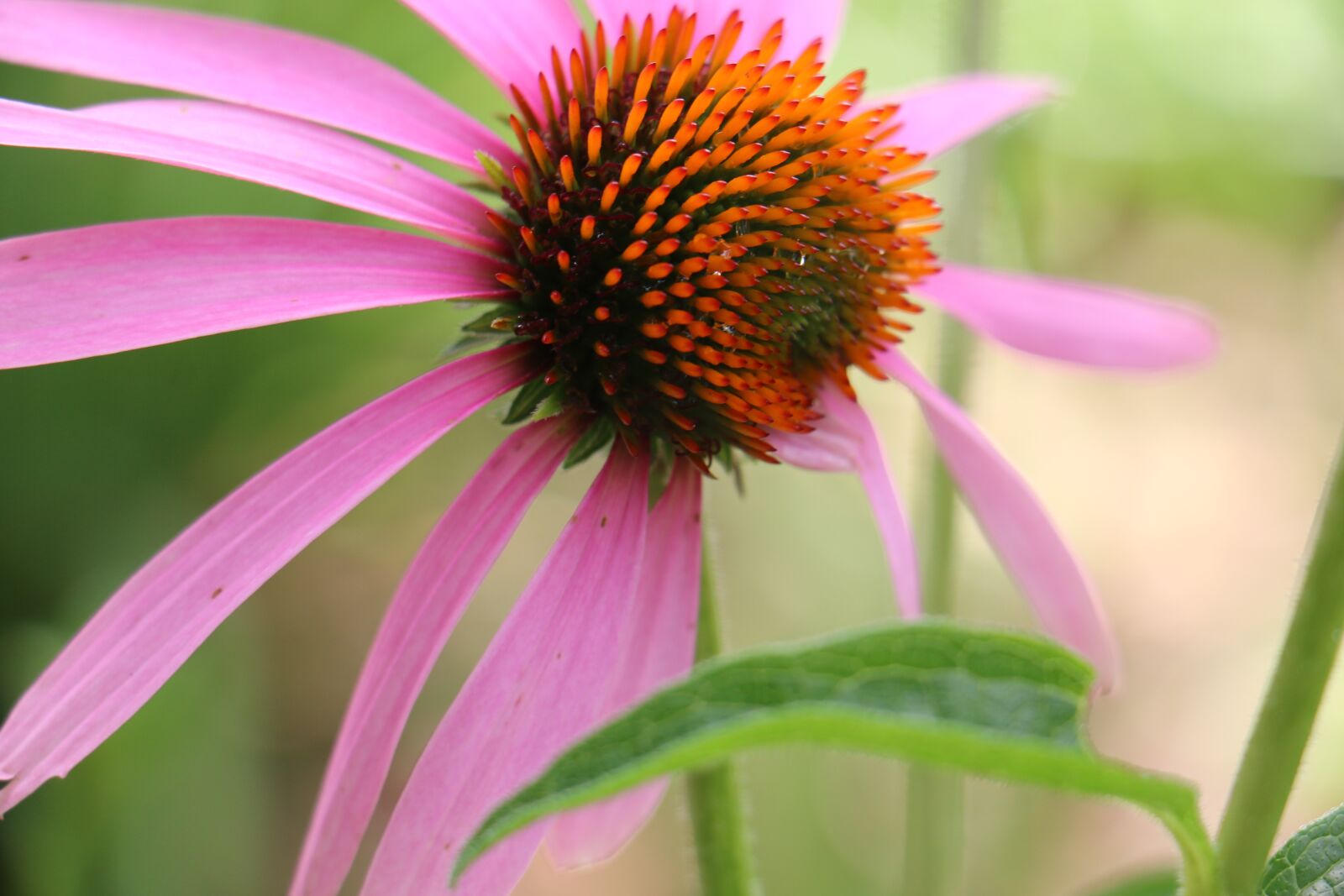 Canon EOS 70D + Canon EF-S 18-135mm F3.5-5.6 IS STM sample photo. Flower, sunflower, nature photography