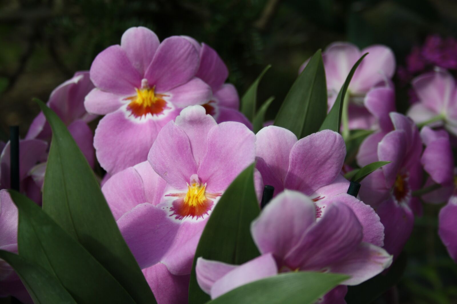 Canon EOS 1000D (EOS Digital Rebel XS / EOS Kiss F) sample photo. Orchids, orchid, tropical flowers photography