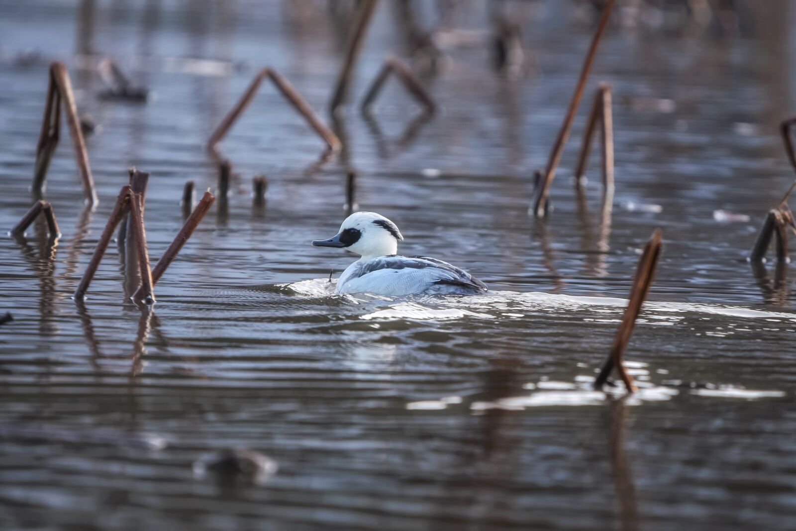 Nikon D7200 sample photo. Animal, pond, water photography