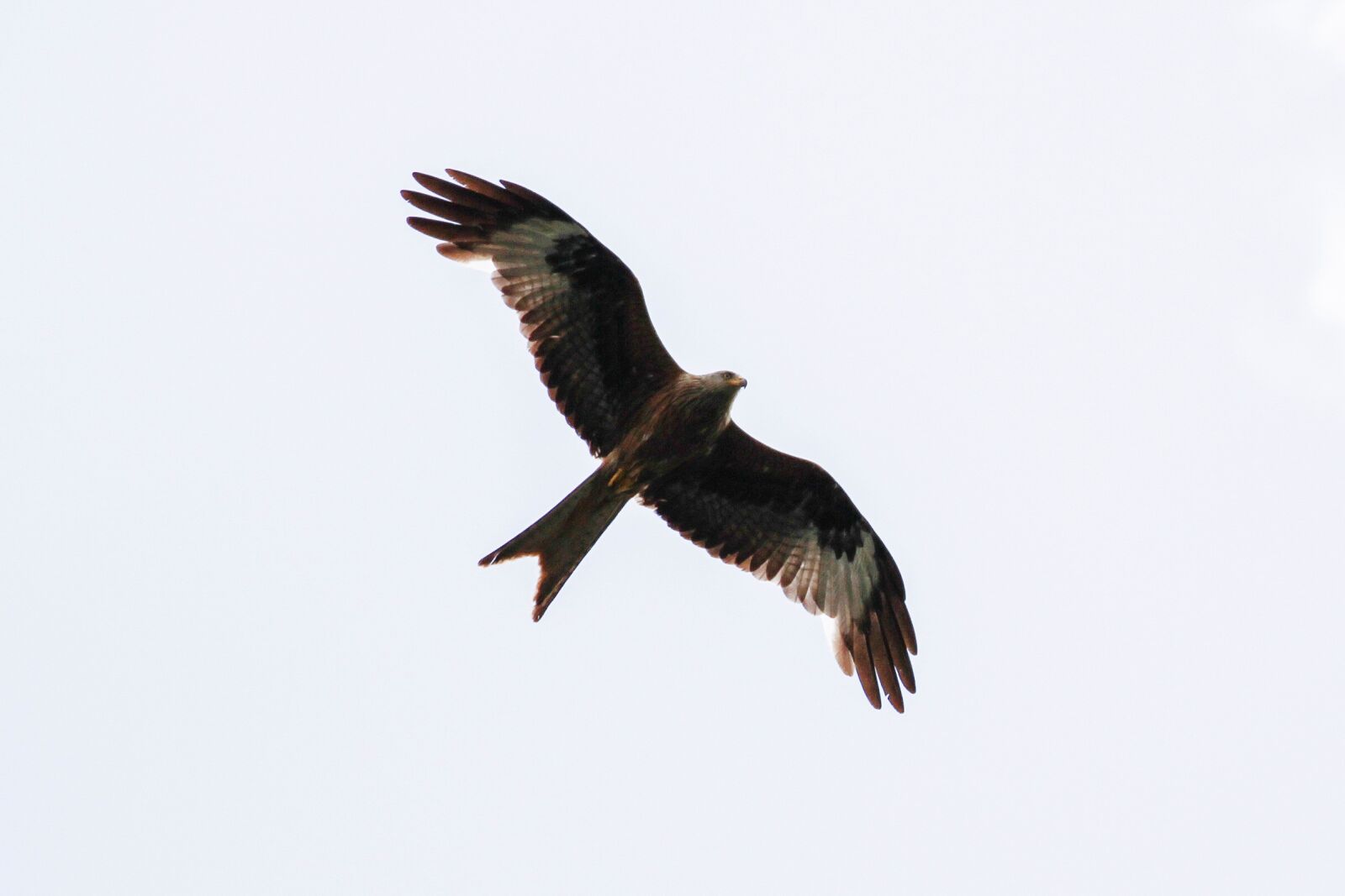 Canon EOS 7D sample photo. White tailed eagle, m photography