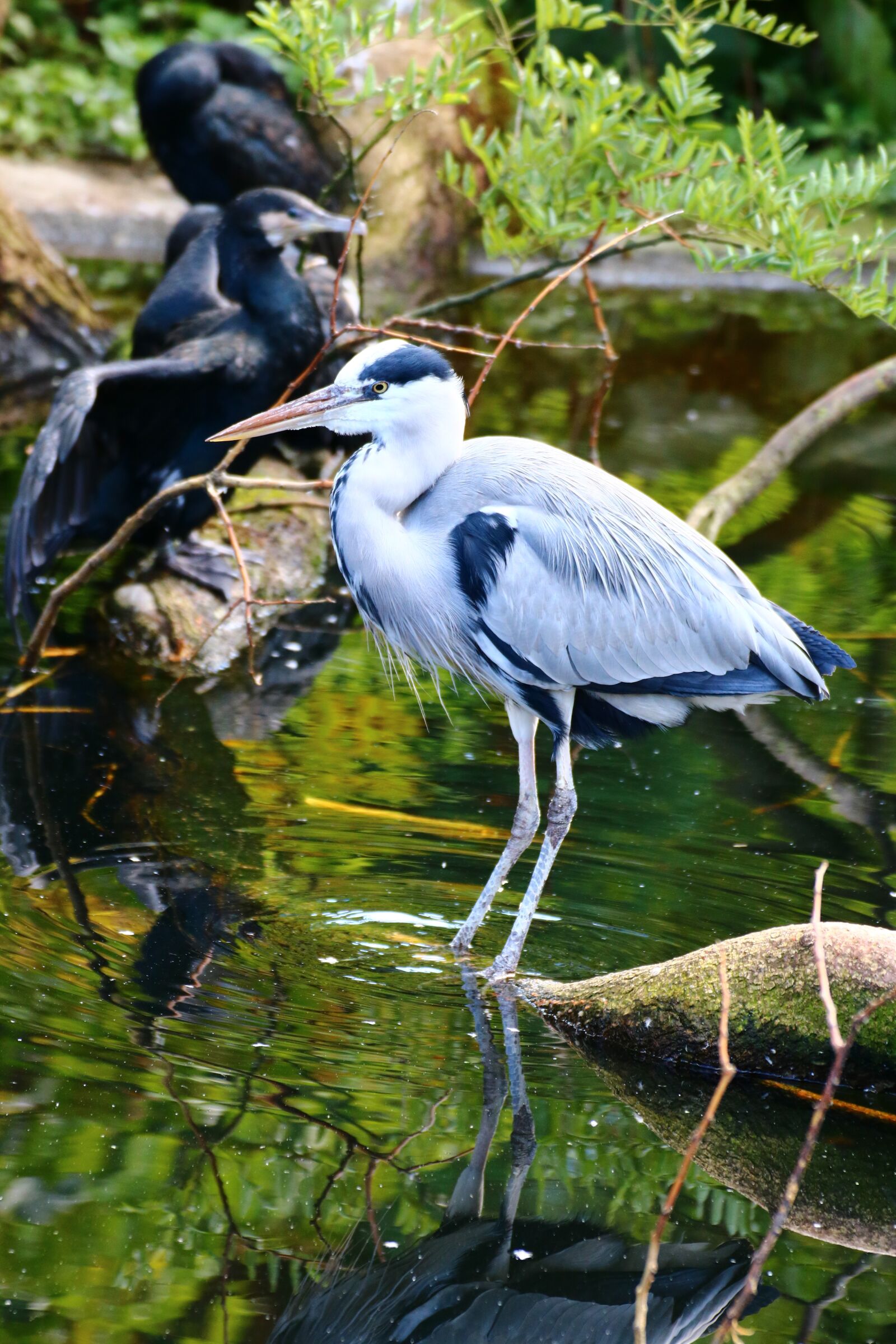 Canon EOS 750D (EOS Rebel T6i / EOS Kiss X8i) sample photo. Heron, waterfowl, nature photography
