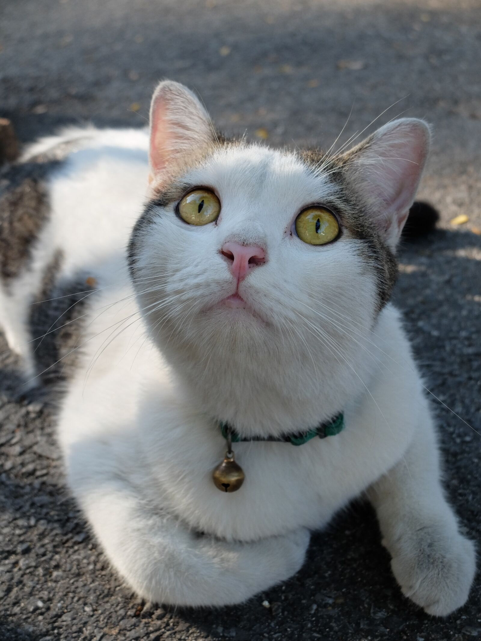 Fujifilm X30 sample photo. Thailand, bangkok, cat photography