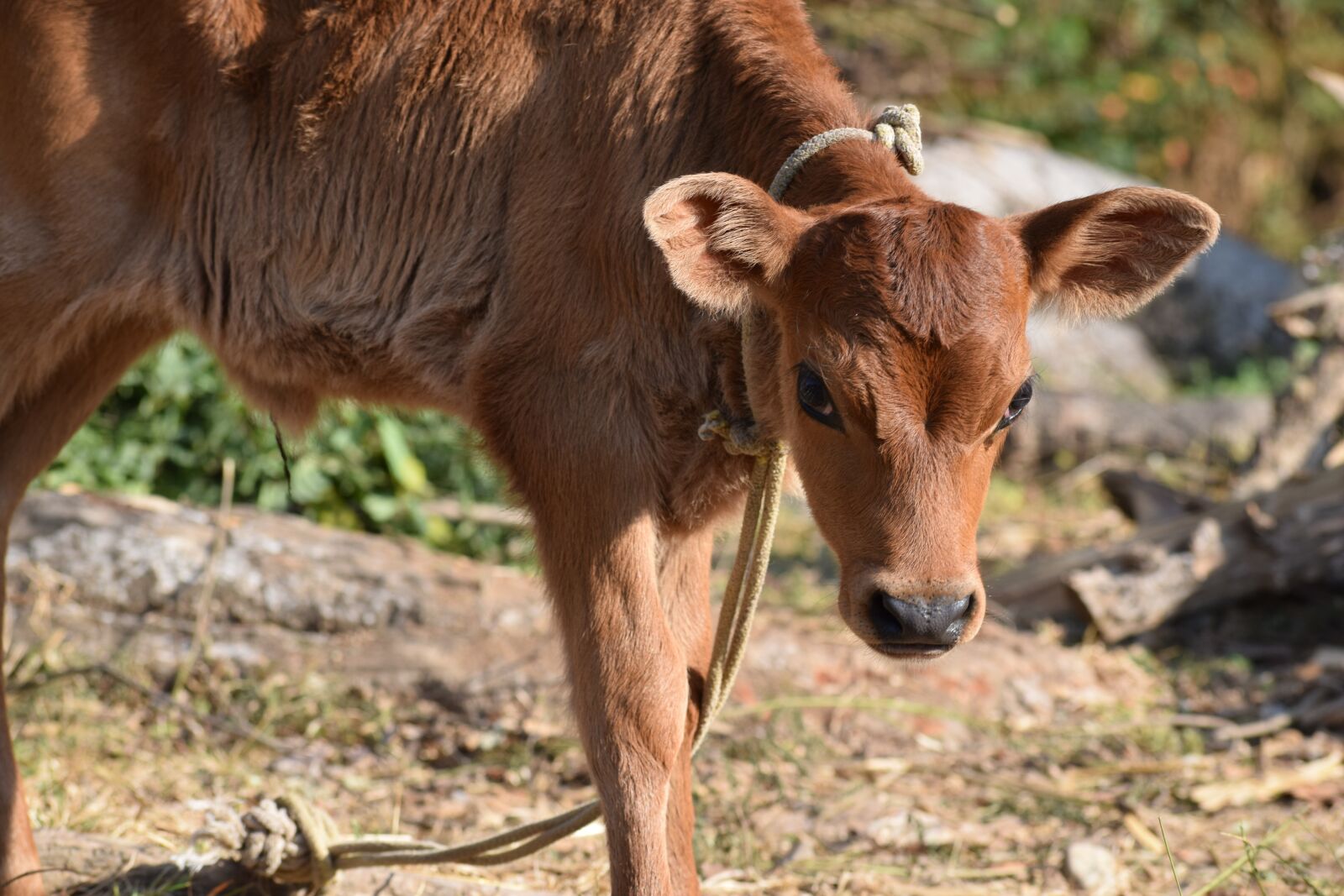 Nikon D3300 sample photo. Pet, animal, cow photography