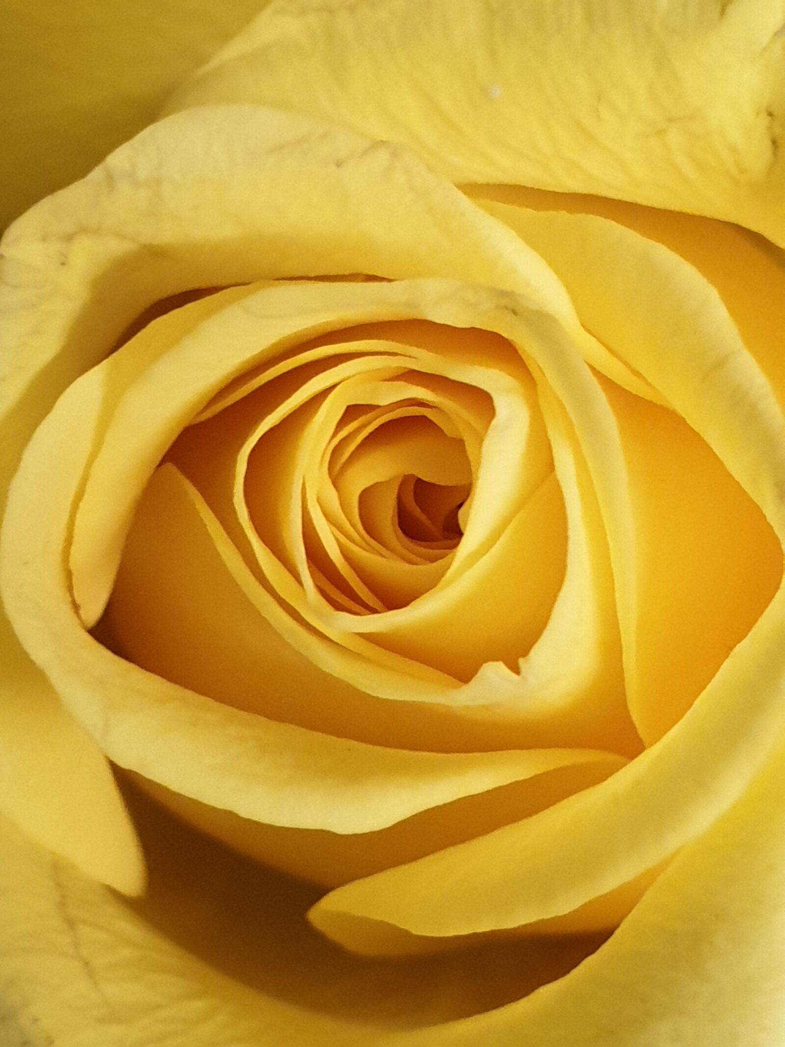 Samsung Galaxy S9 sample photo. Yellow, rose, flower photography
