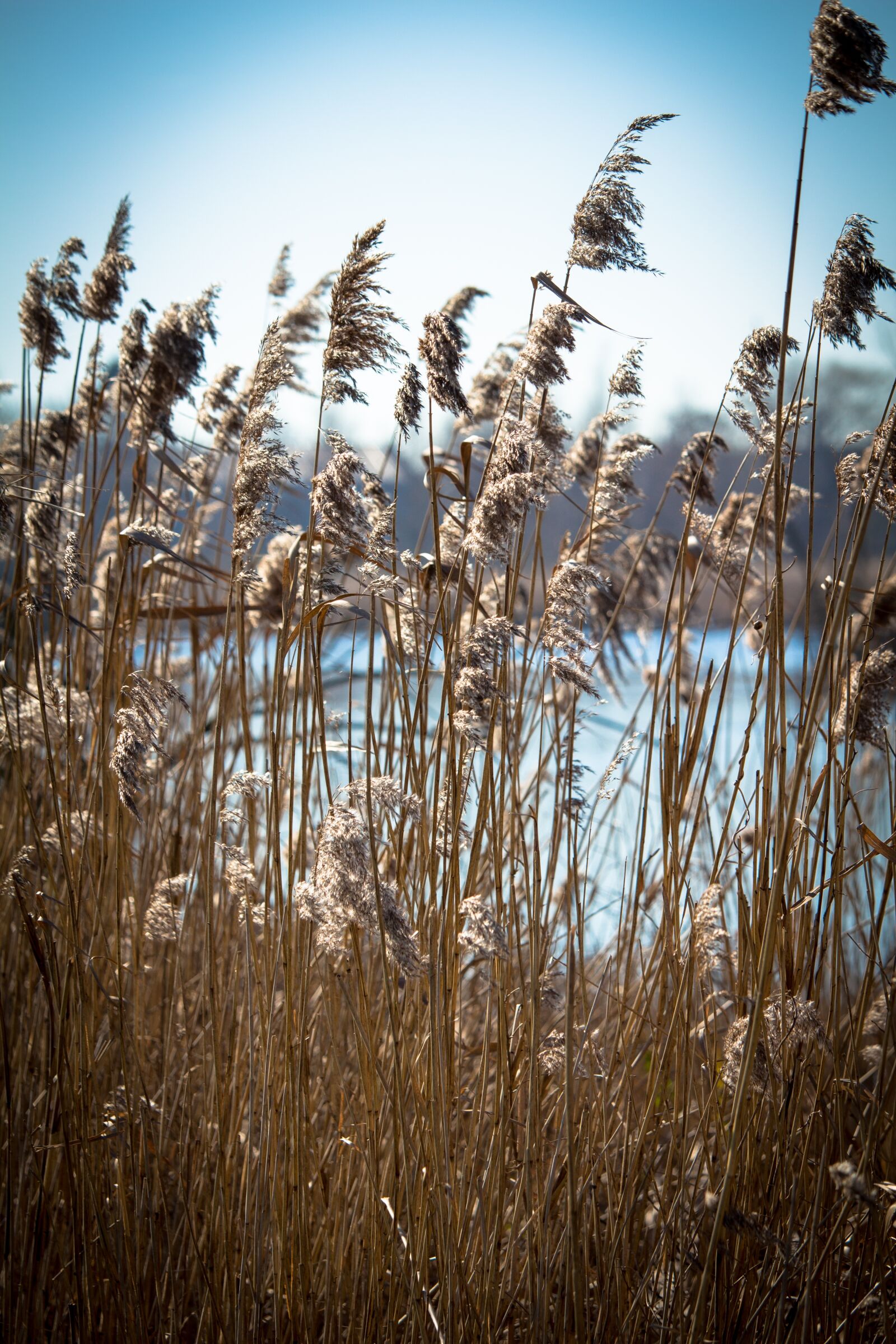 Canon EOS 100D (EOS Rebel SL1 / EOS Kiss X7) sample photo. Reed, netherlands, water photography