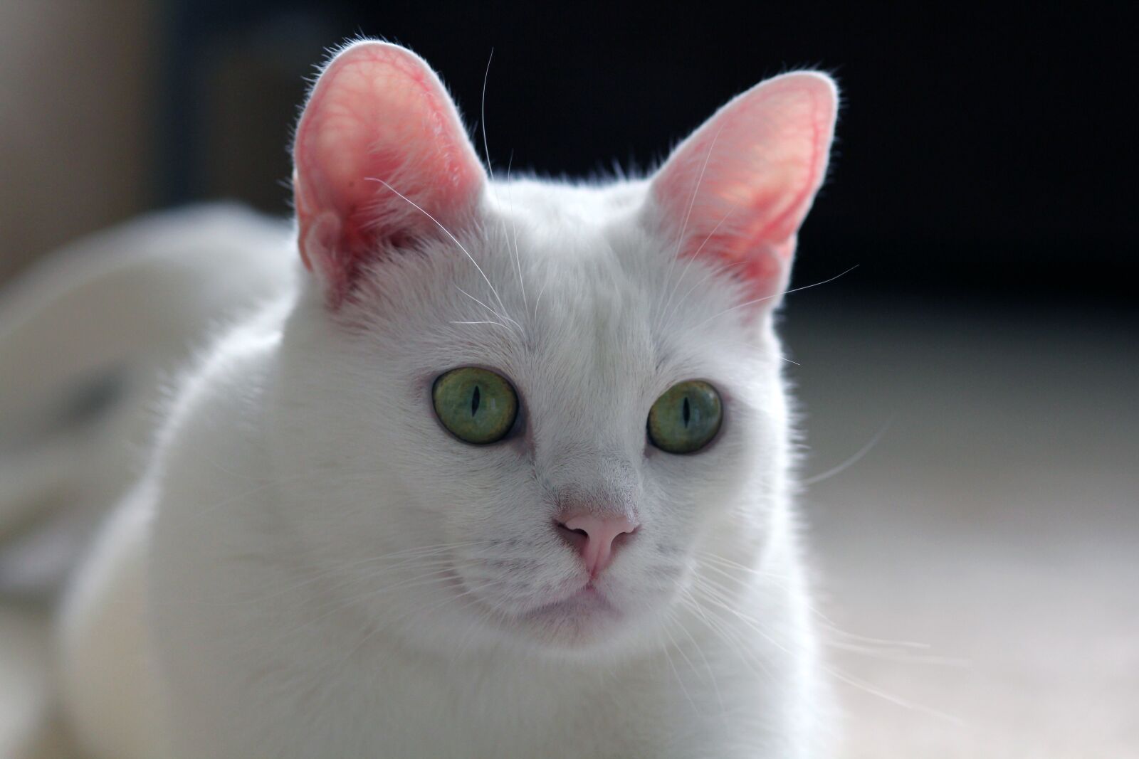 Canon EOS 550D (EOS Rebel T2i / EOS Kiss X4) sample photo. White, cat, window photography