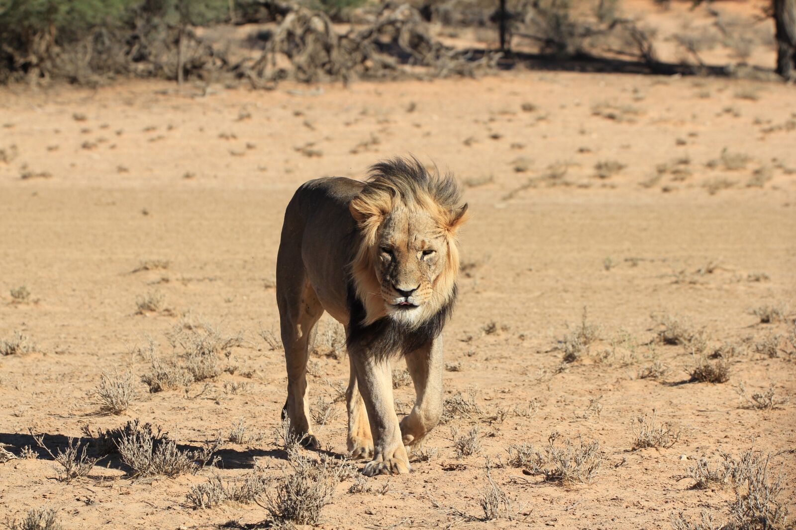 Canon EOS 550D (EOS Rebel T2i / EOS Kiss X4) sample photo. Lion, desert, botswana photography