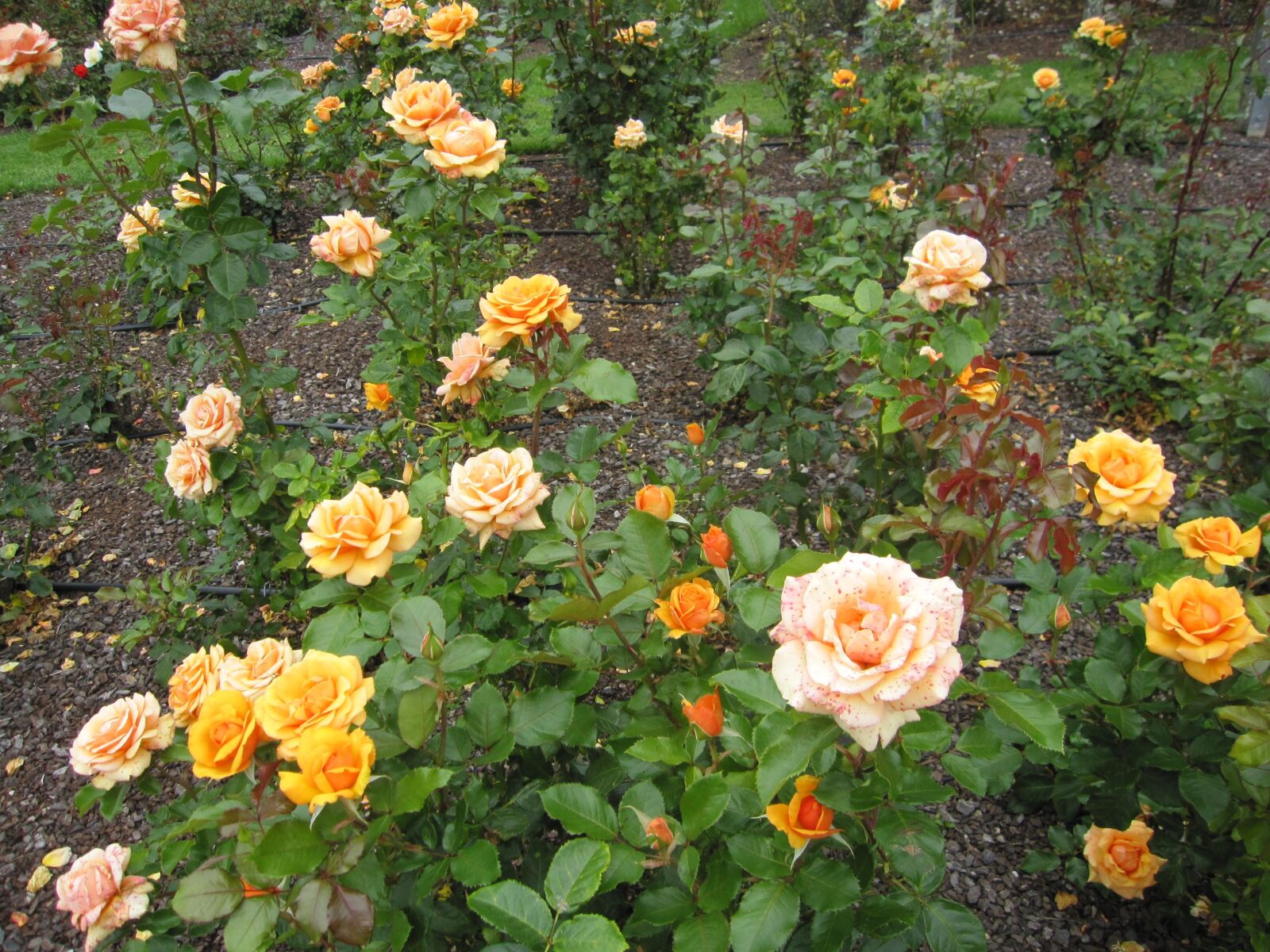 Canon PowerShot SD960 IS (Digital IXUS 110 IS / IXY Digital 510 IS) sample photo. Roses, flowers, garden photography
