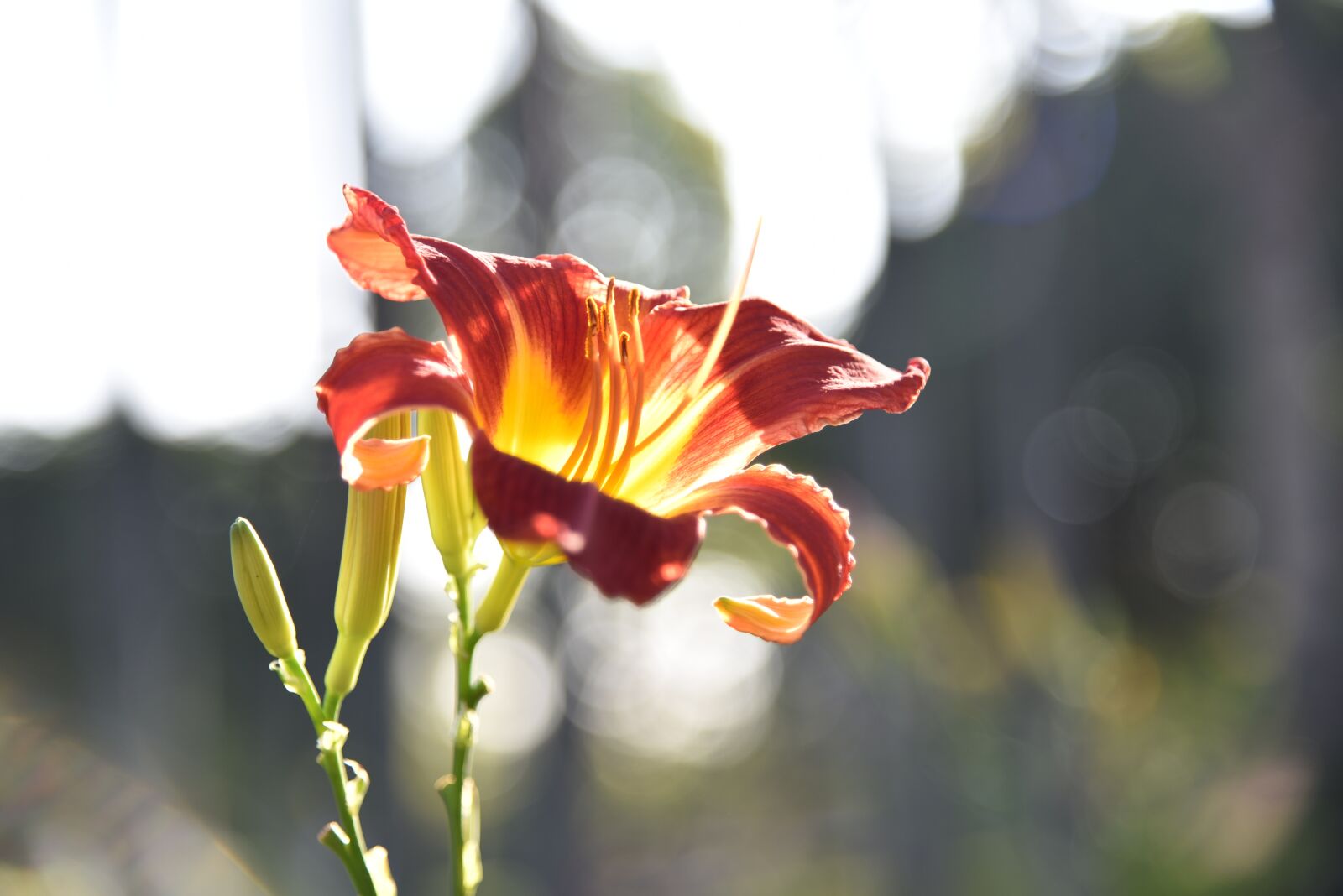Nikon D750 sample photo. Flowers, nature, flower photography